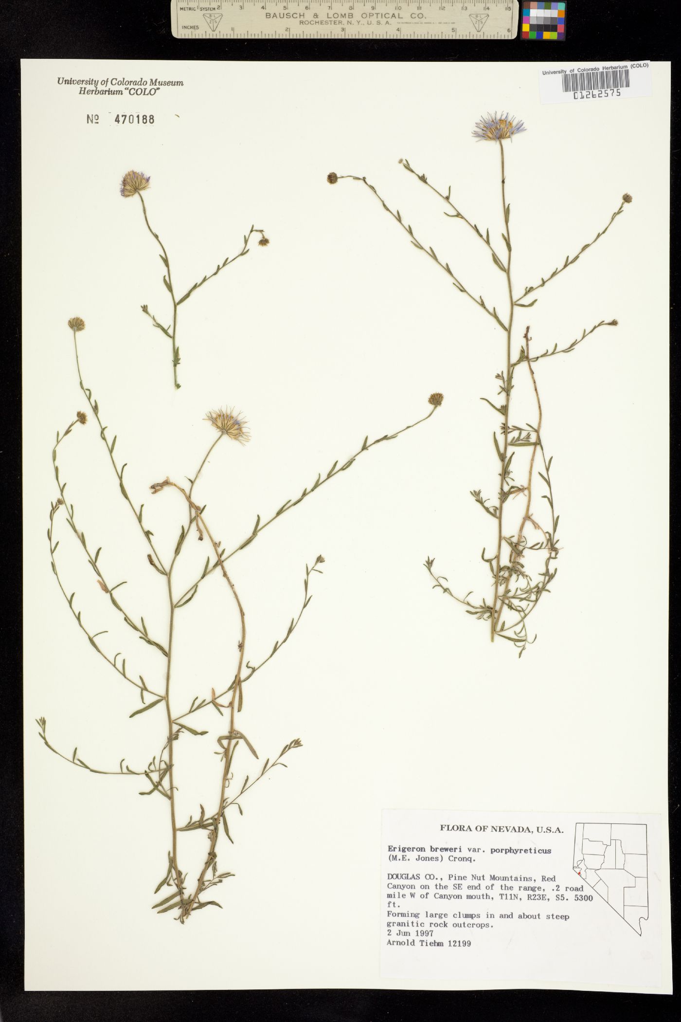 Erigeron breweri image