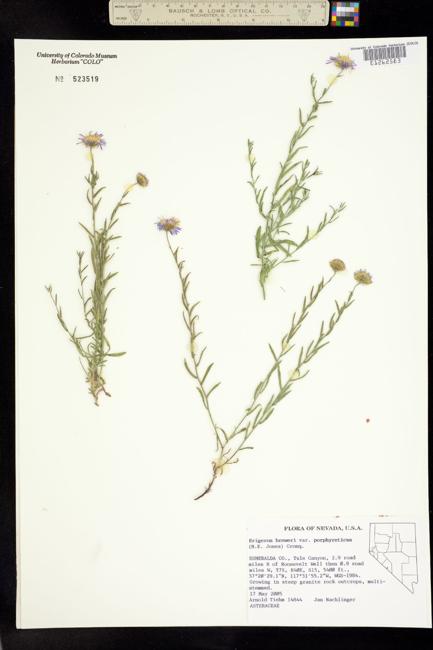 Erigeron breweri image