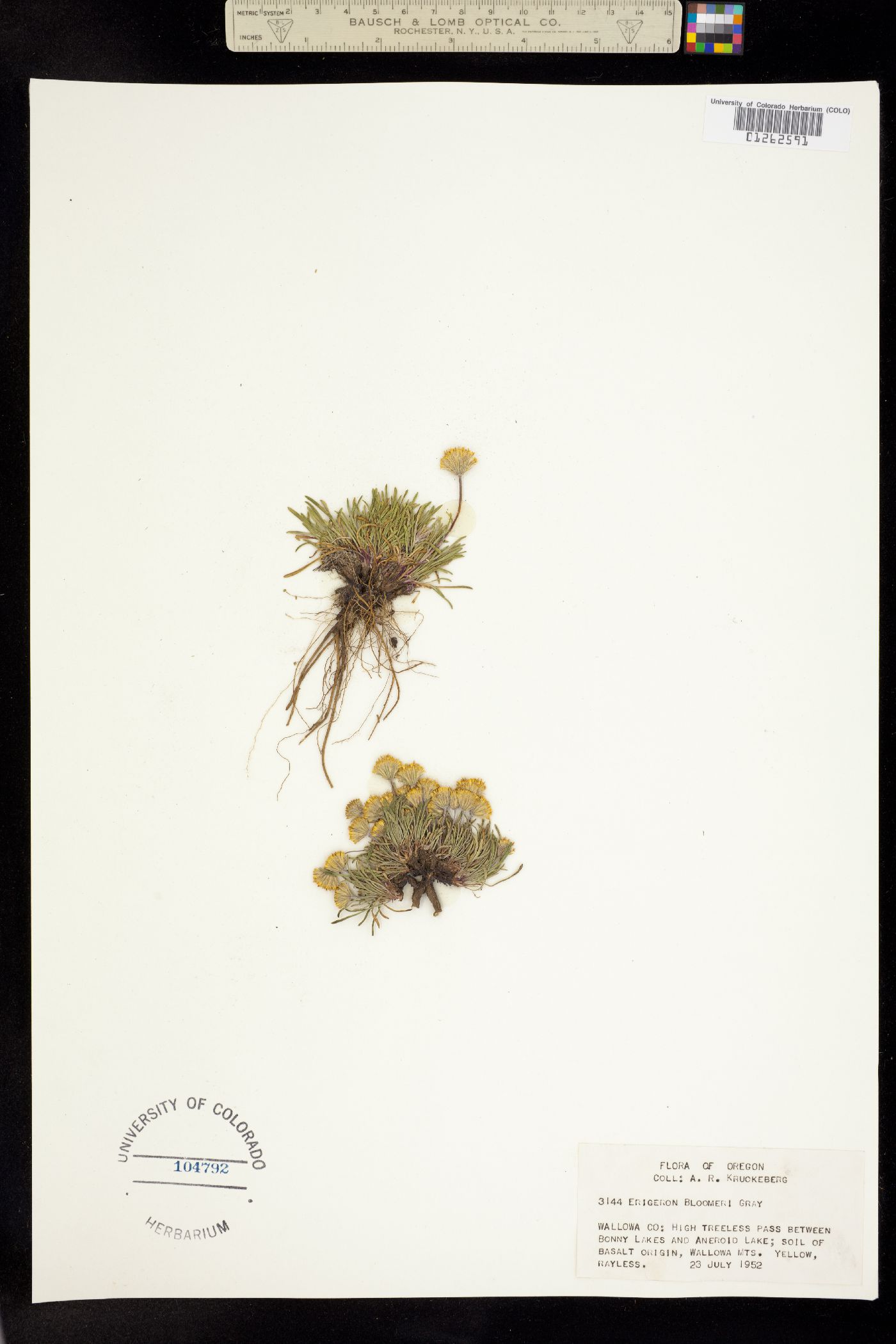 Erigeron bloomeri image