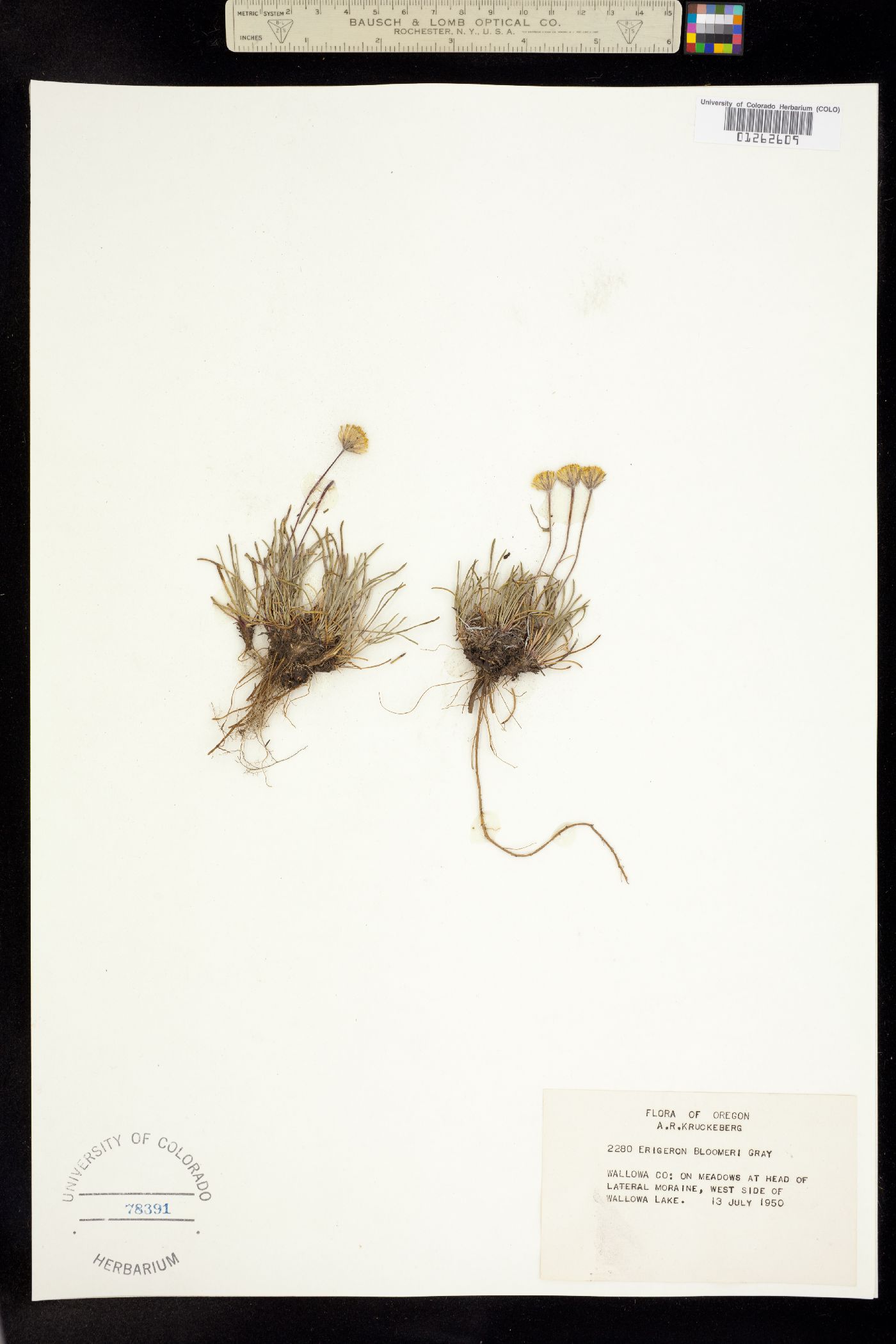 Erigeron bloomeri image