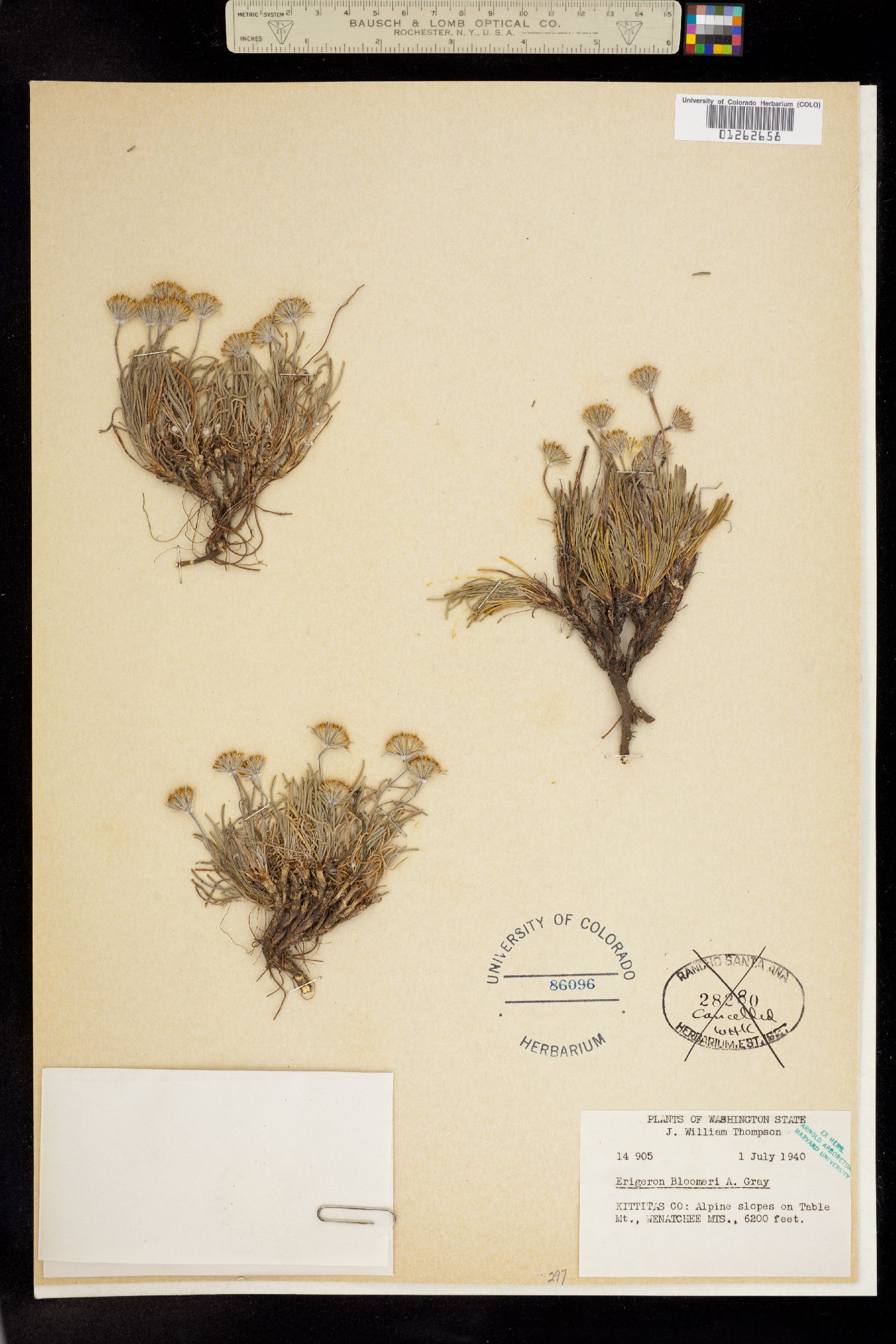 Erigeron bloomeri image