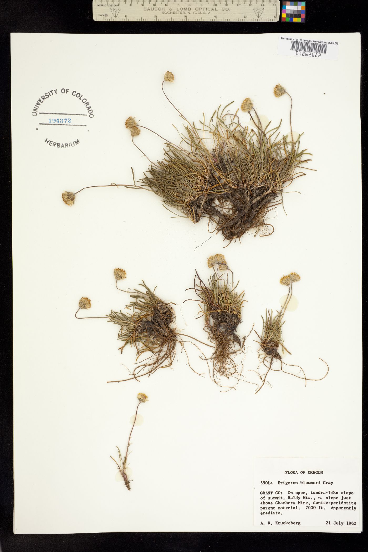 Erigeron bloomeri image