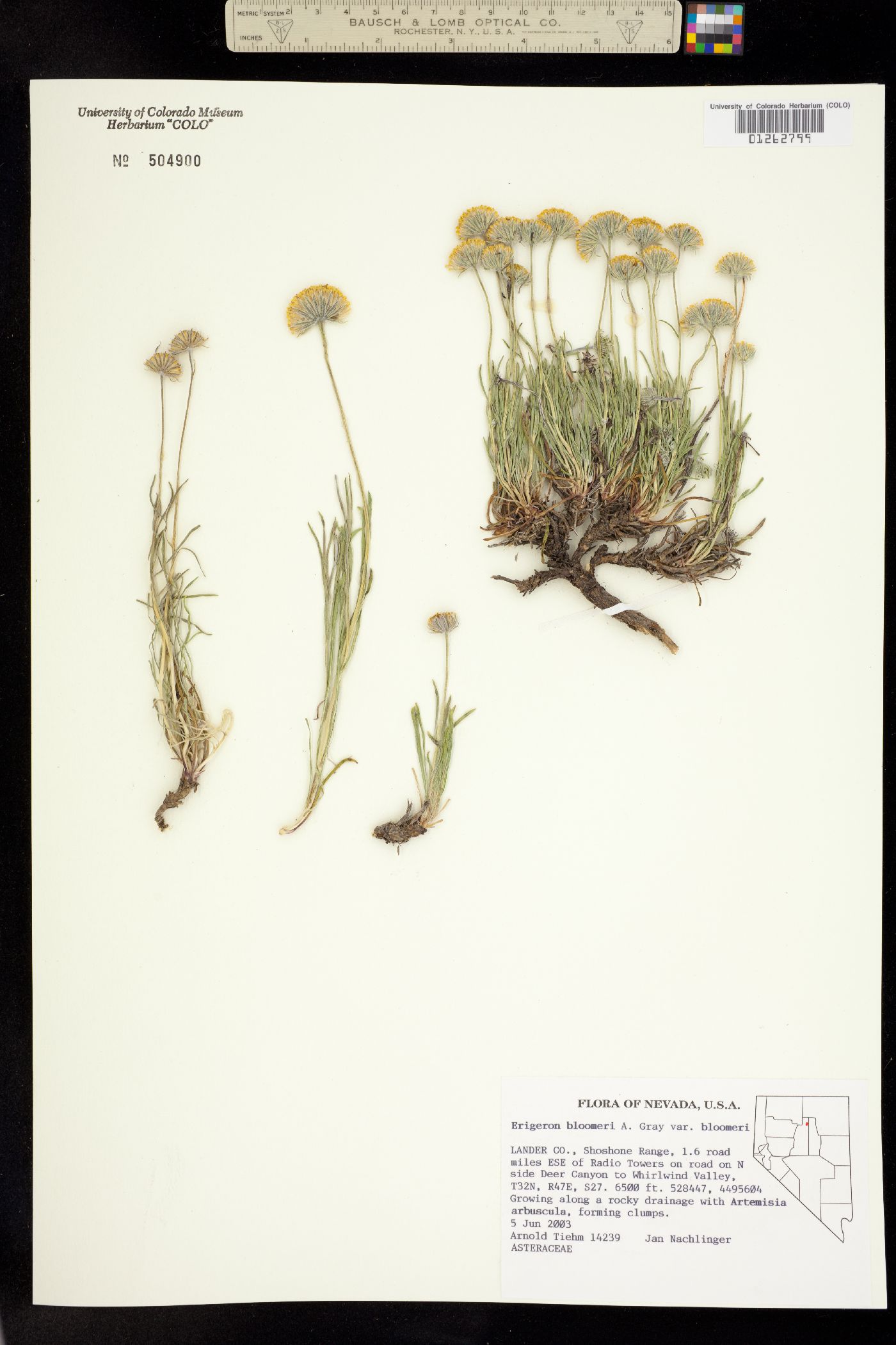 Erigeron bloomeri image