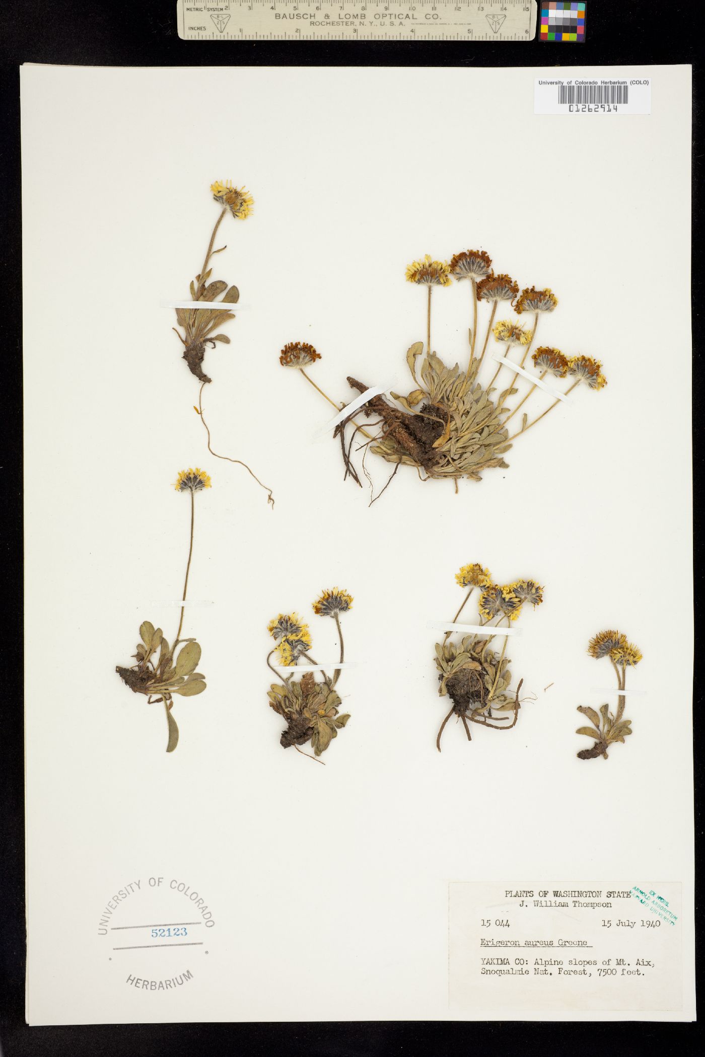 Erigeron aureus image