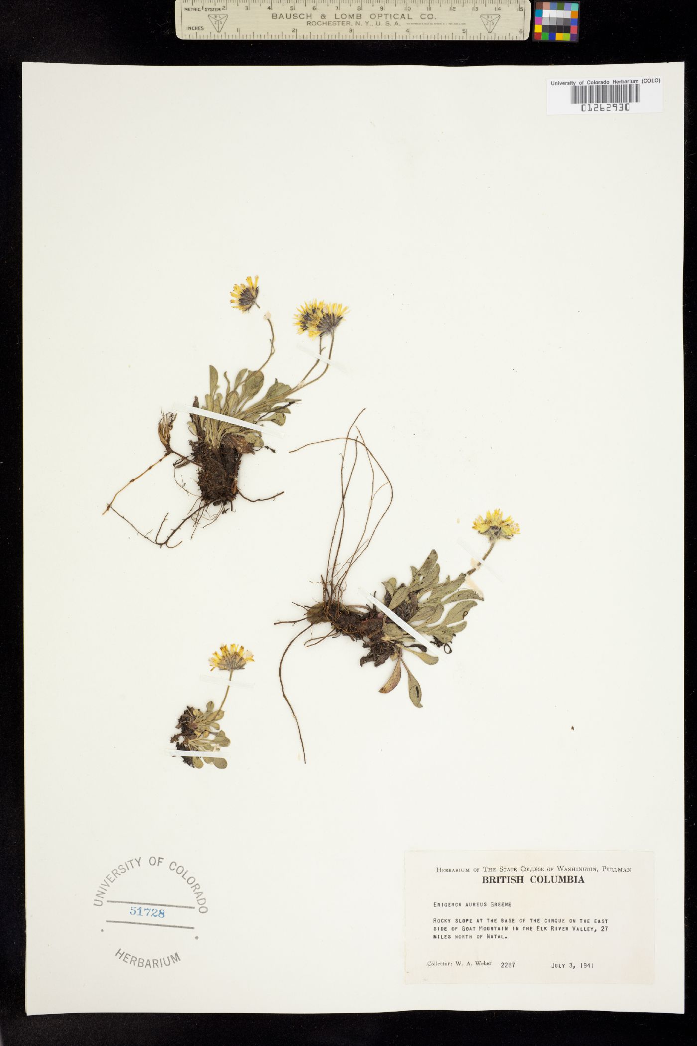 Erigeron aureus image