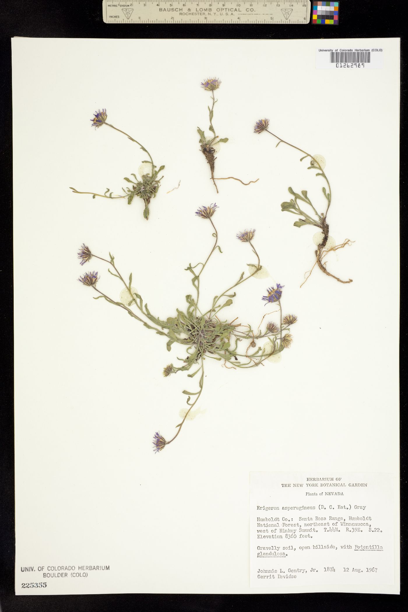 Erigeron asperugineus image