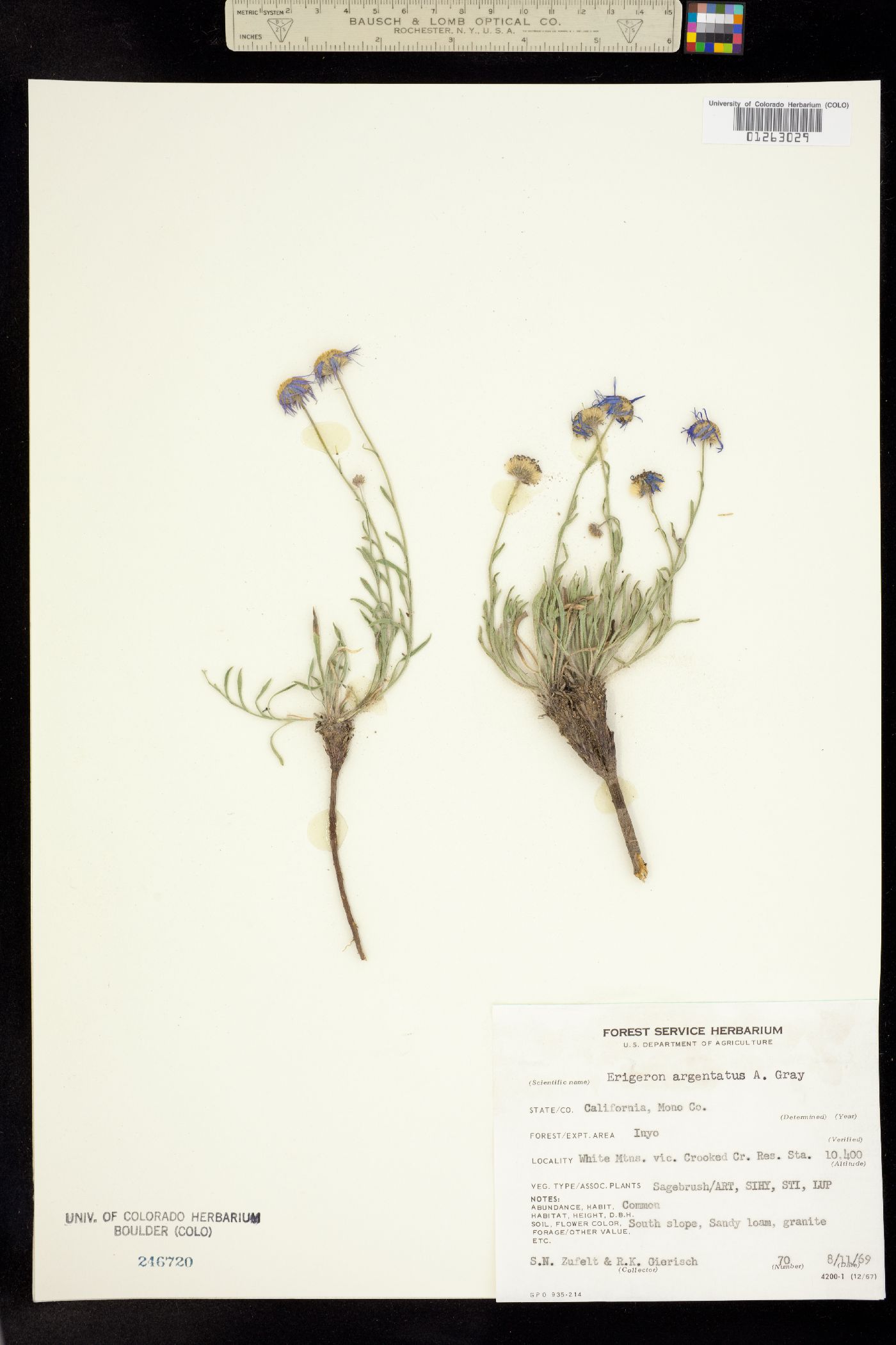 Erigeron argentatus image