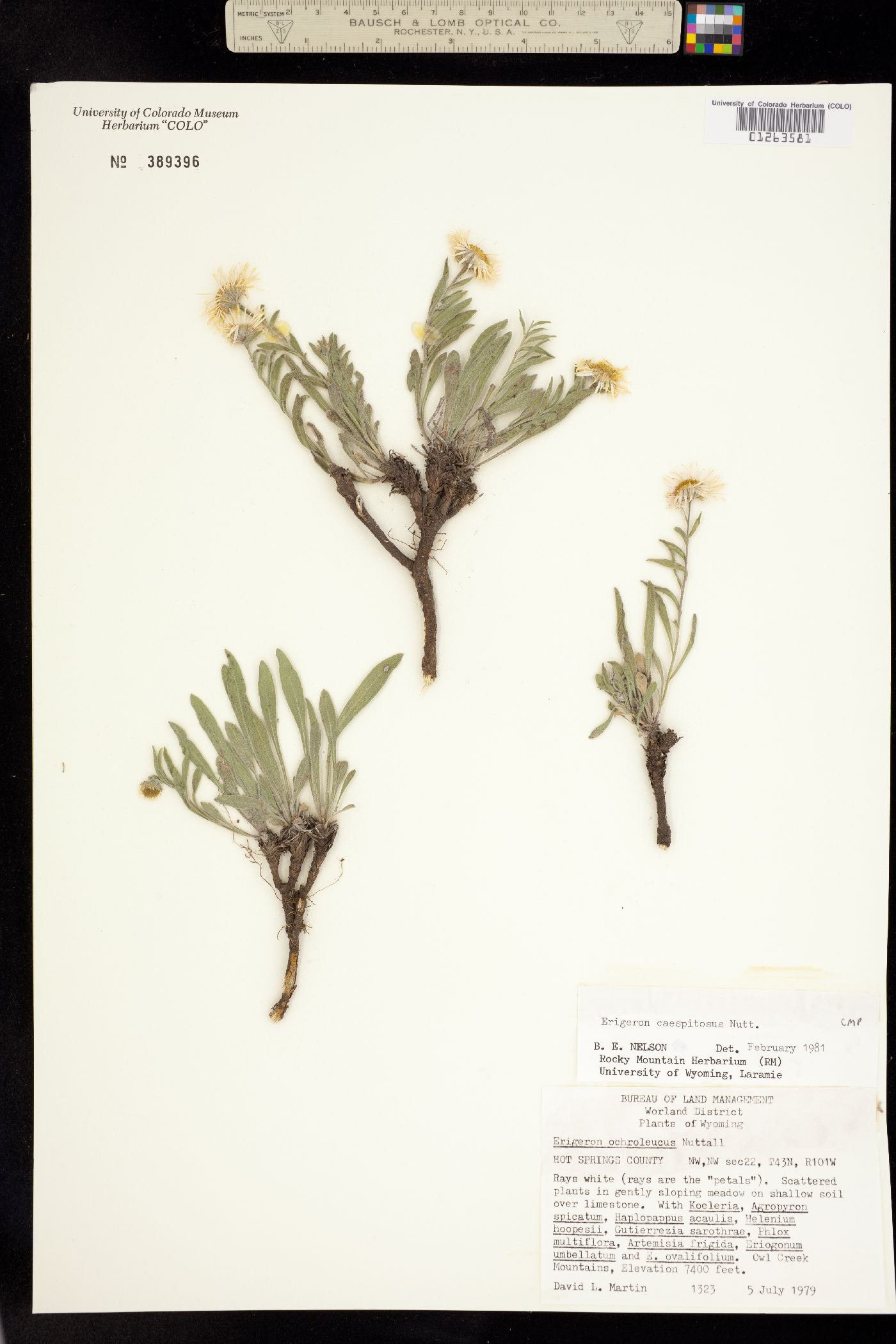 Erigeron caespitosus image