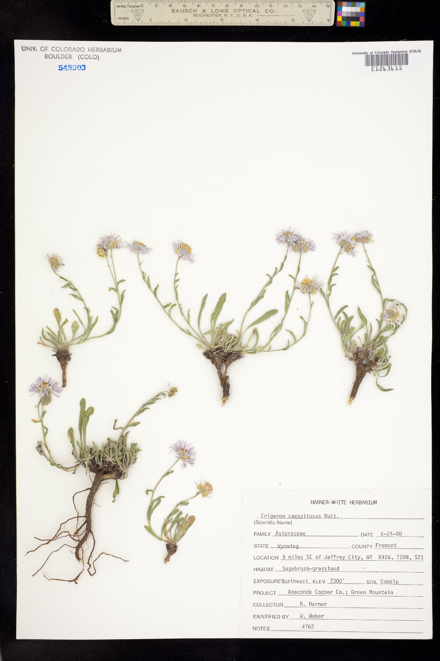 Erigeron caespitosus image