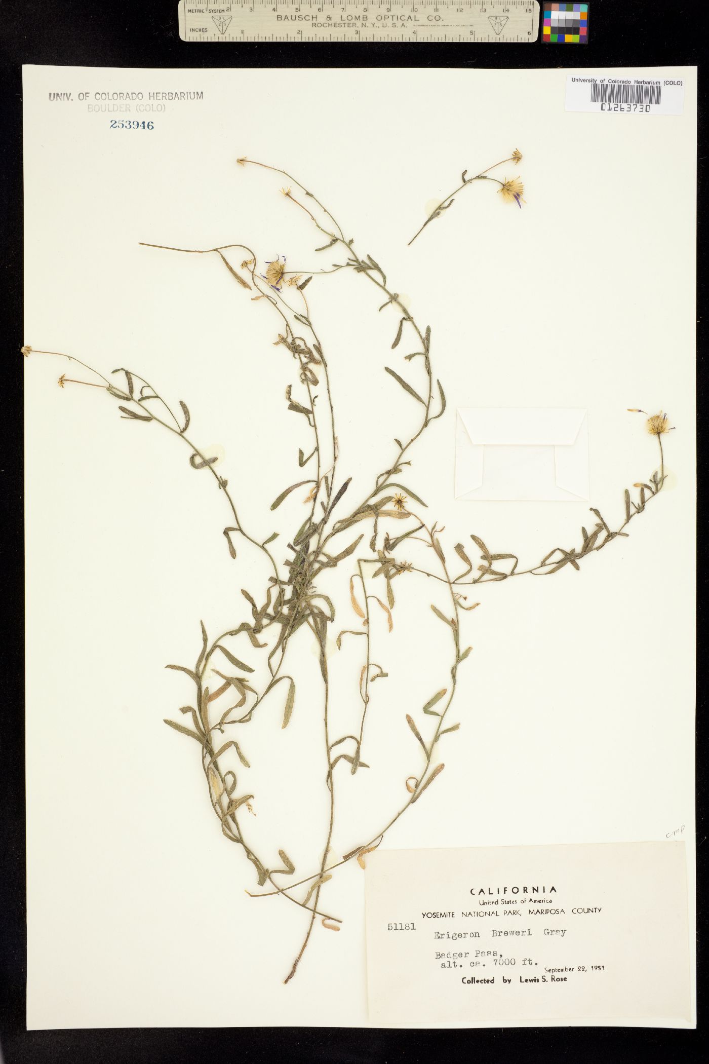 Erigeron breweri image