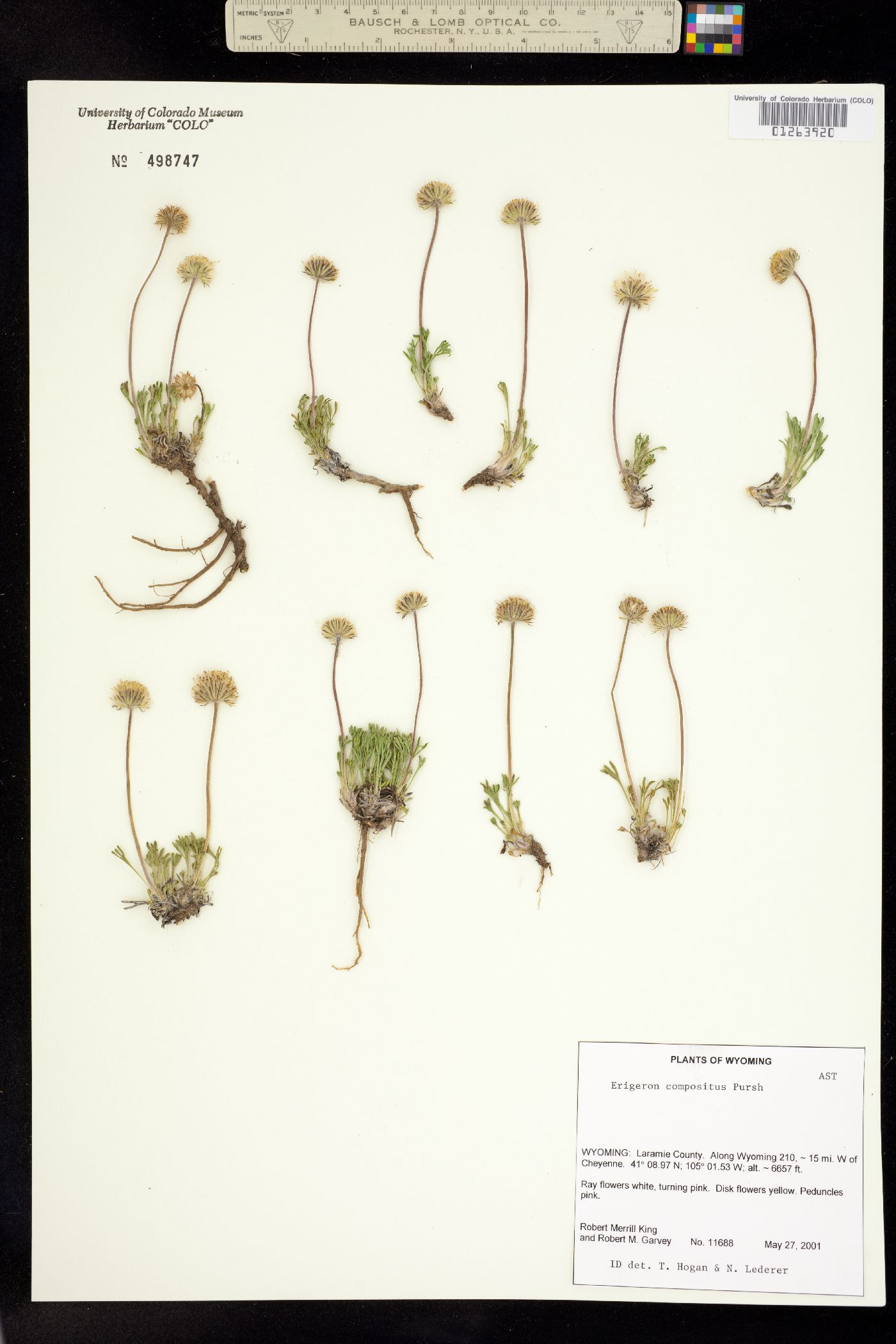 Erigeron compositus image