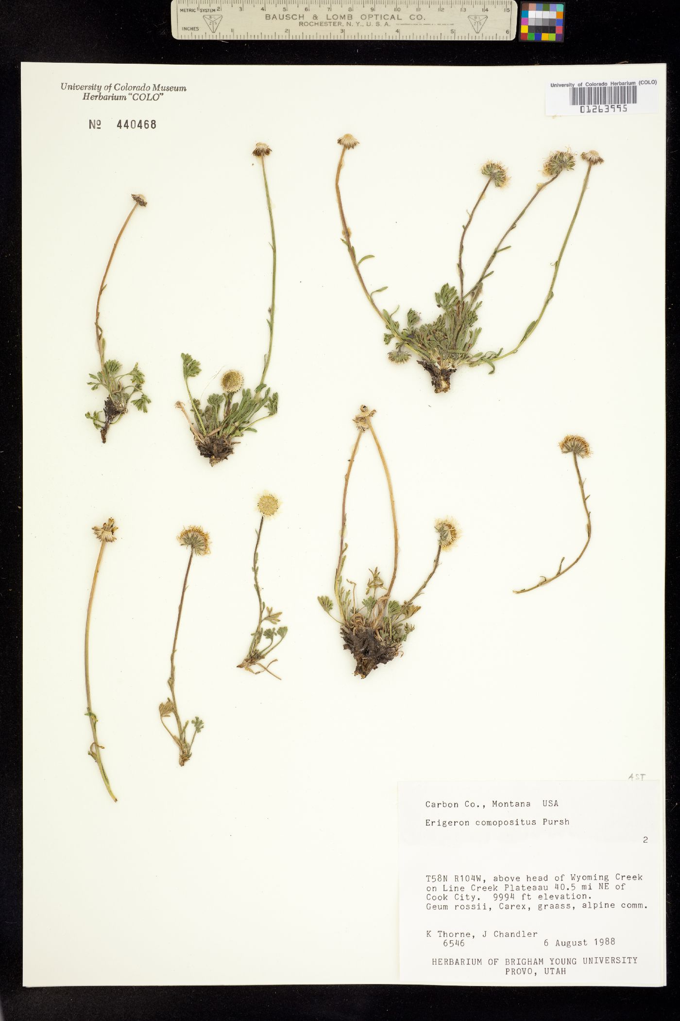 Erigeron compositus image