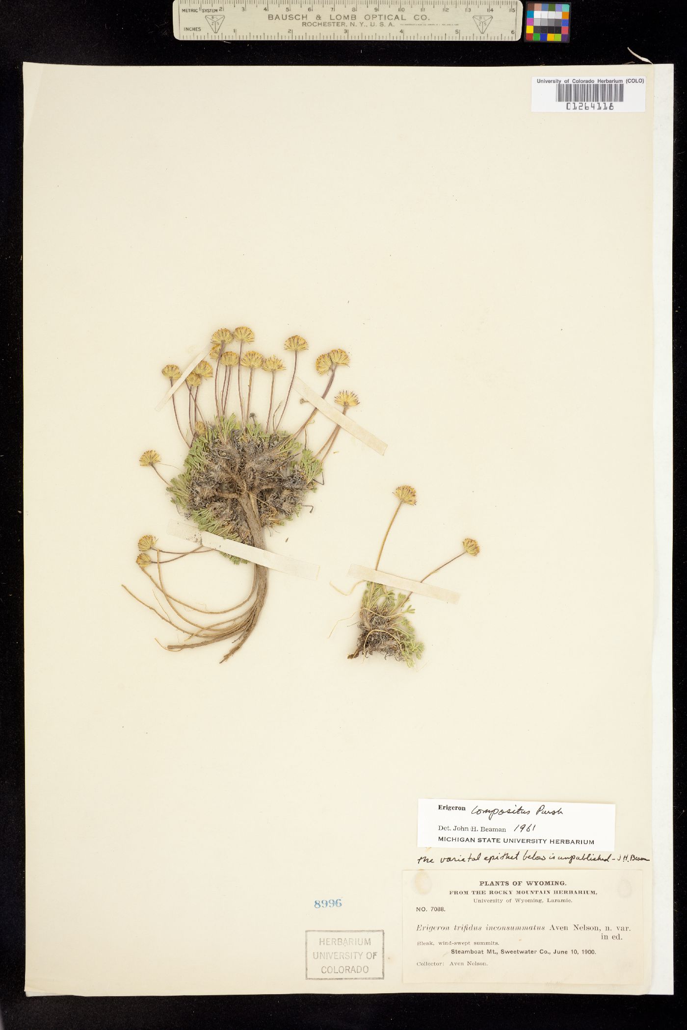 Erigeron compositus image