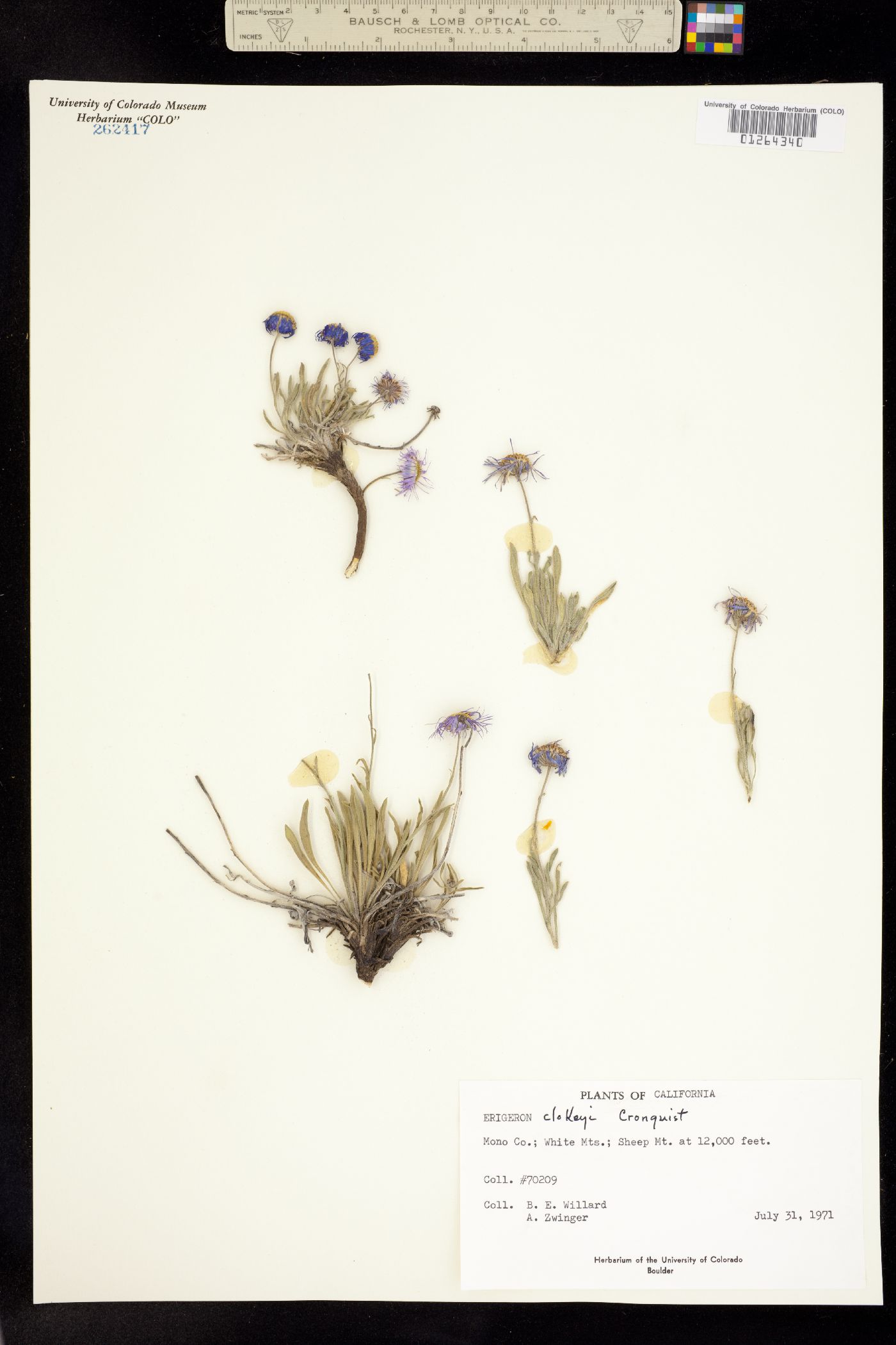 Erigeron clokeyi image