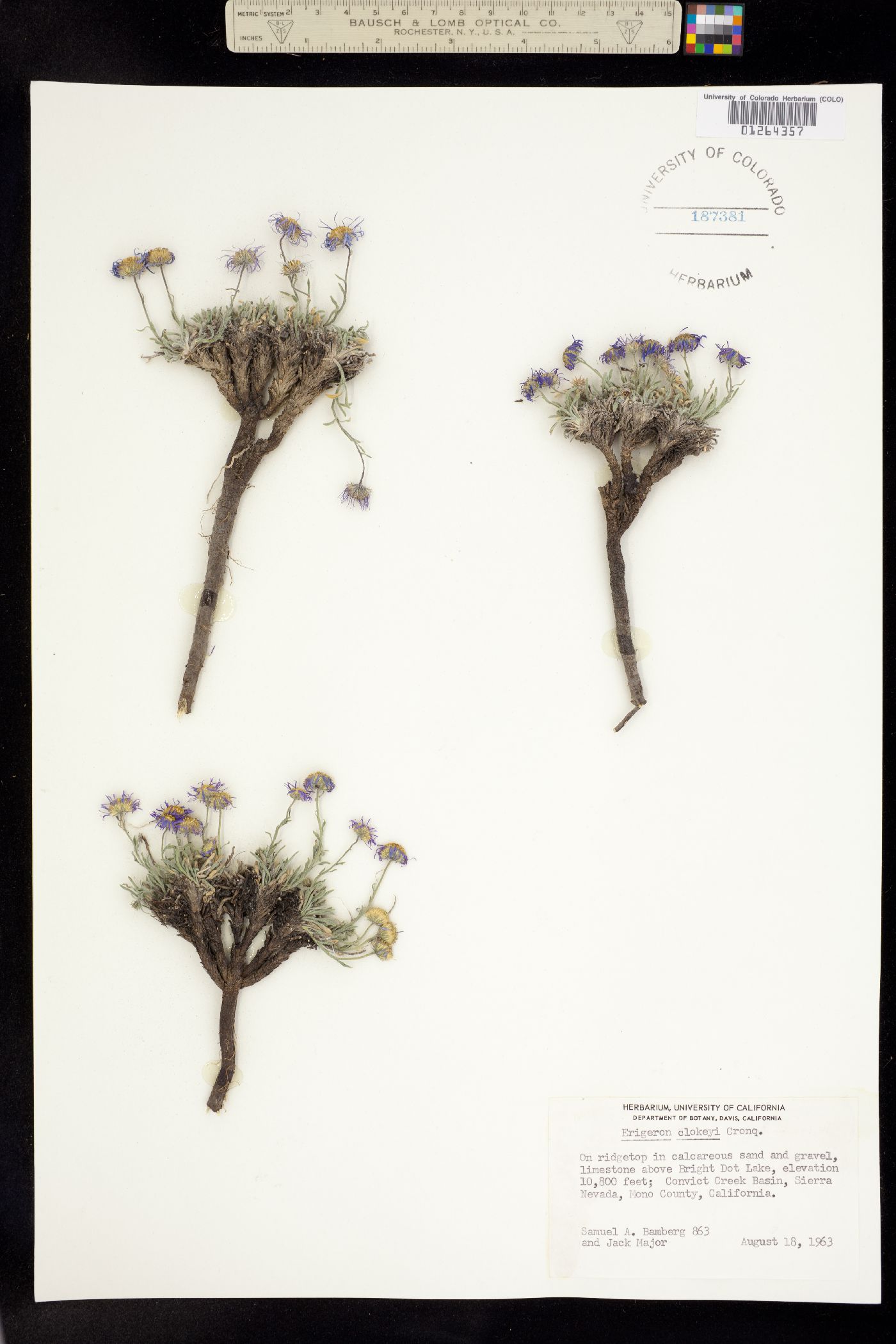 Erigeron clokeyi image