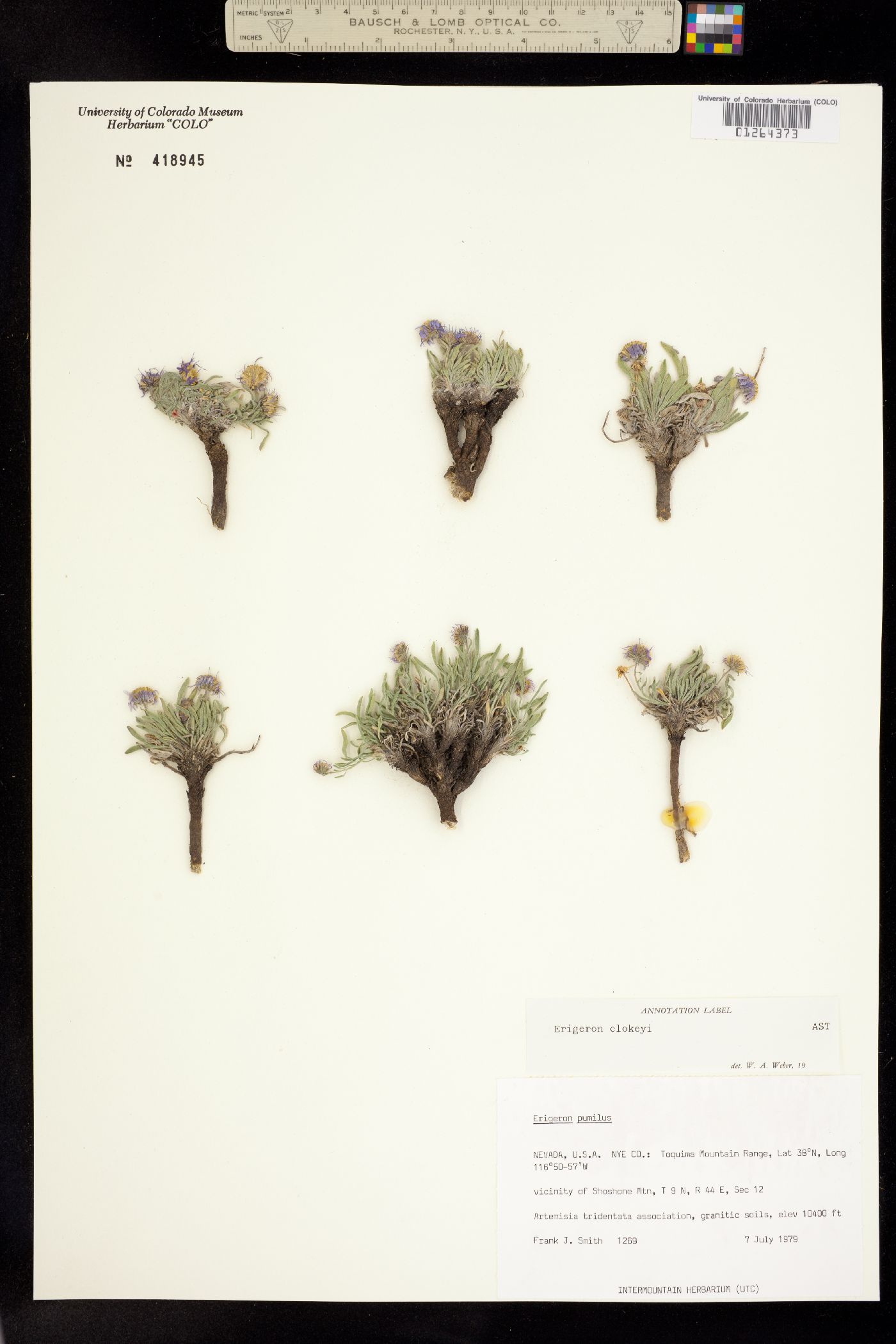 Erigeron clokeyi image