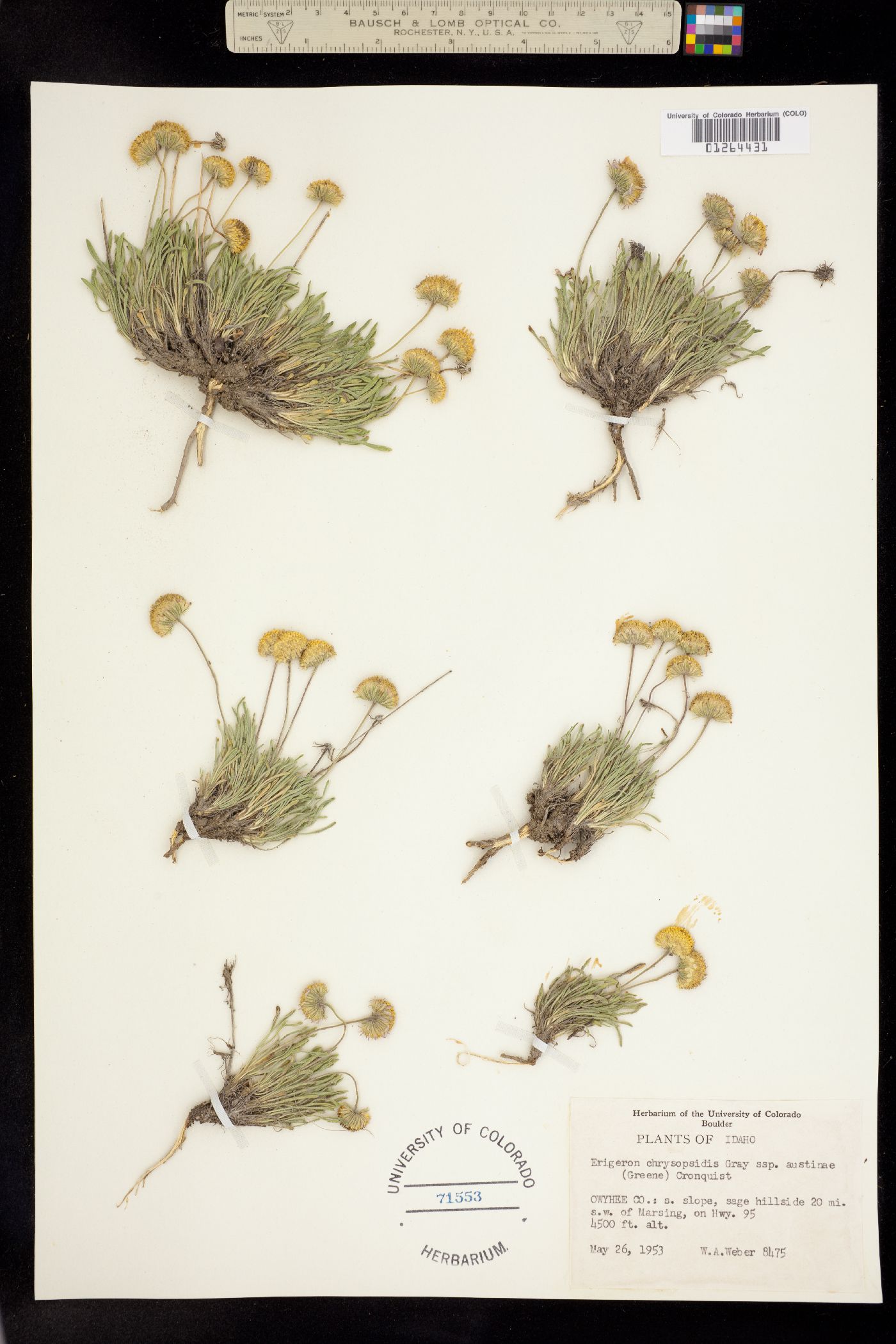 Erigeron chrysopsidis var. austiniae image