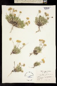 Erigeron chrysopsidis image