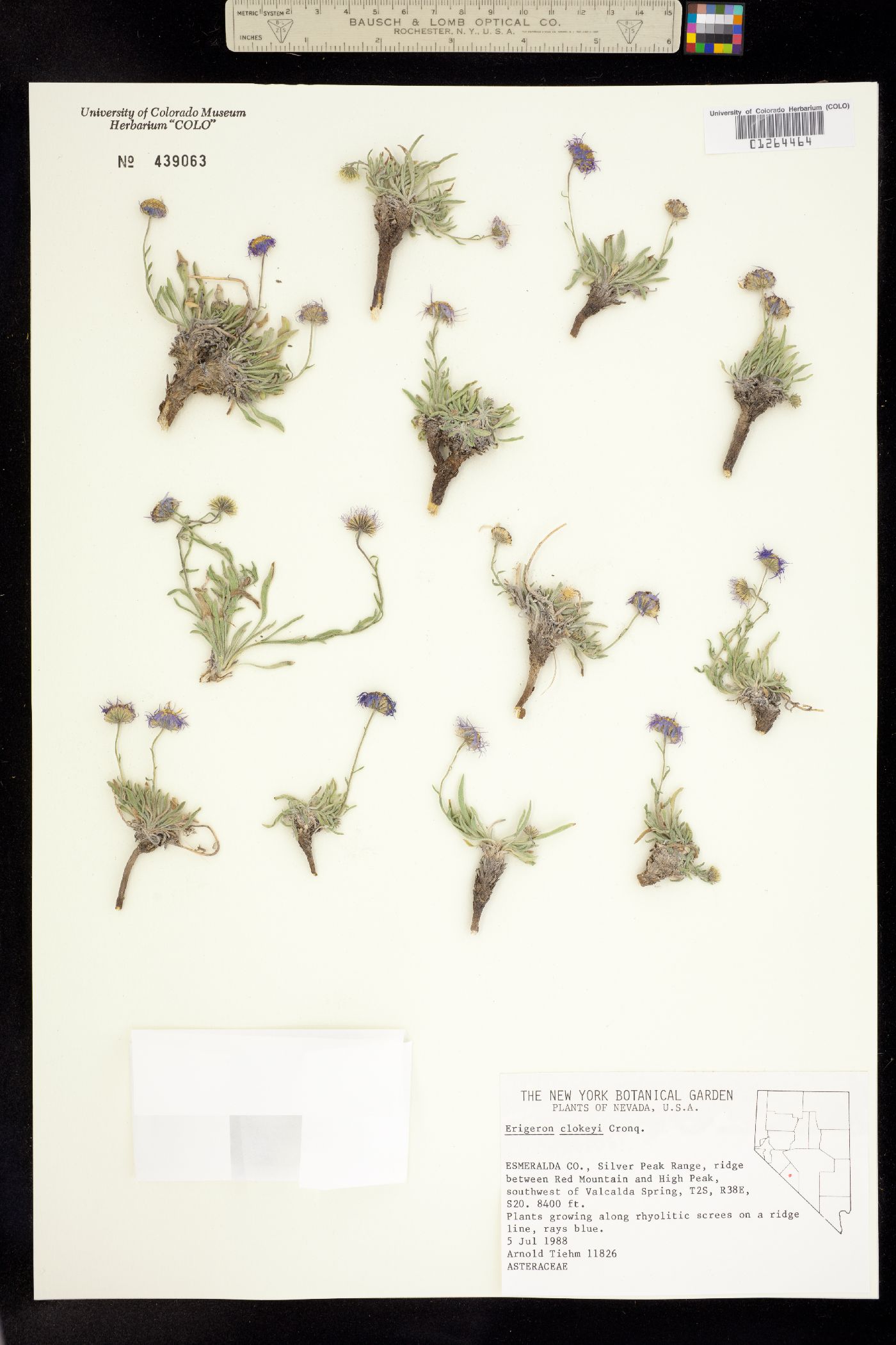 Erigeron clokeyi image