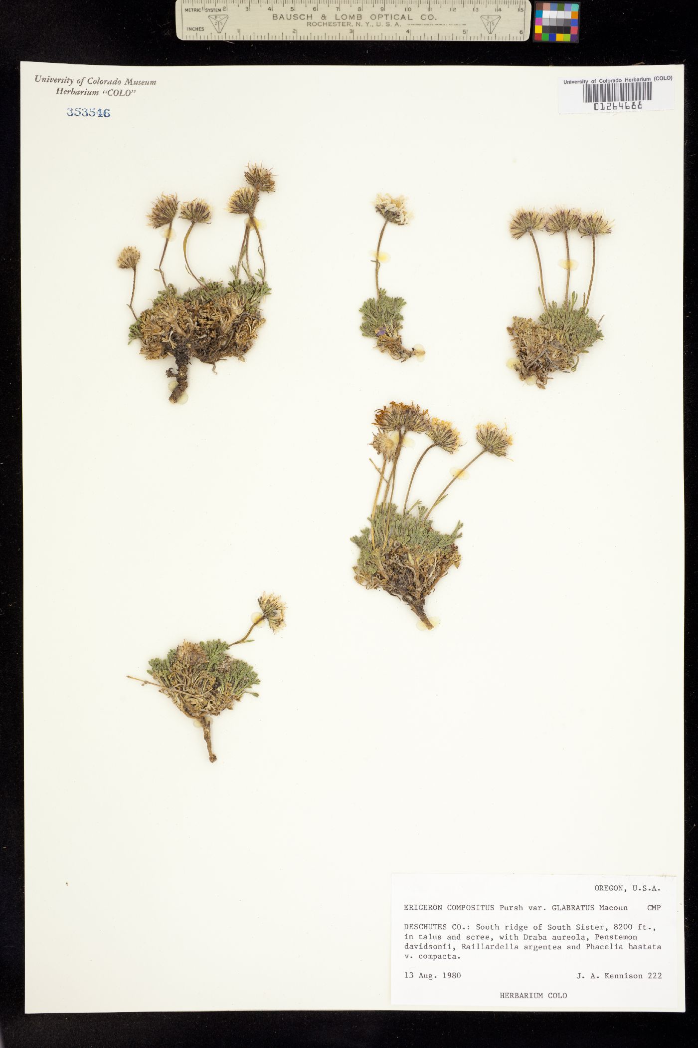 Erigeron compositus image