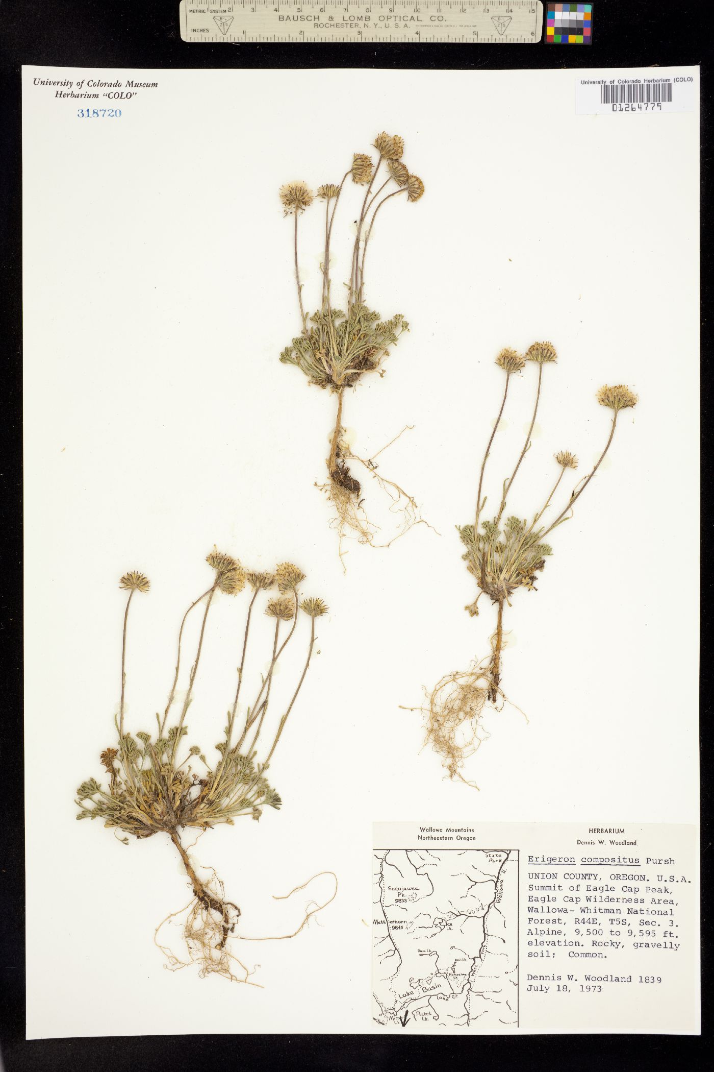 Erigeron compositus image
