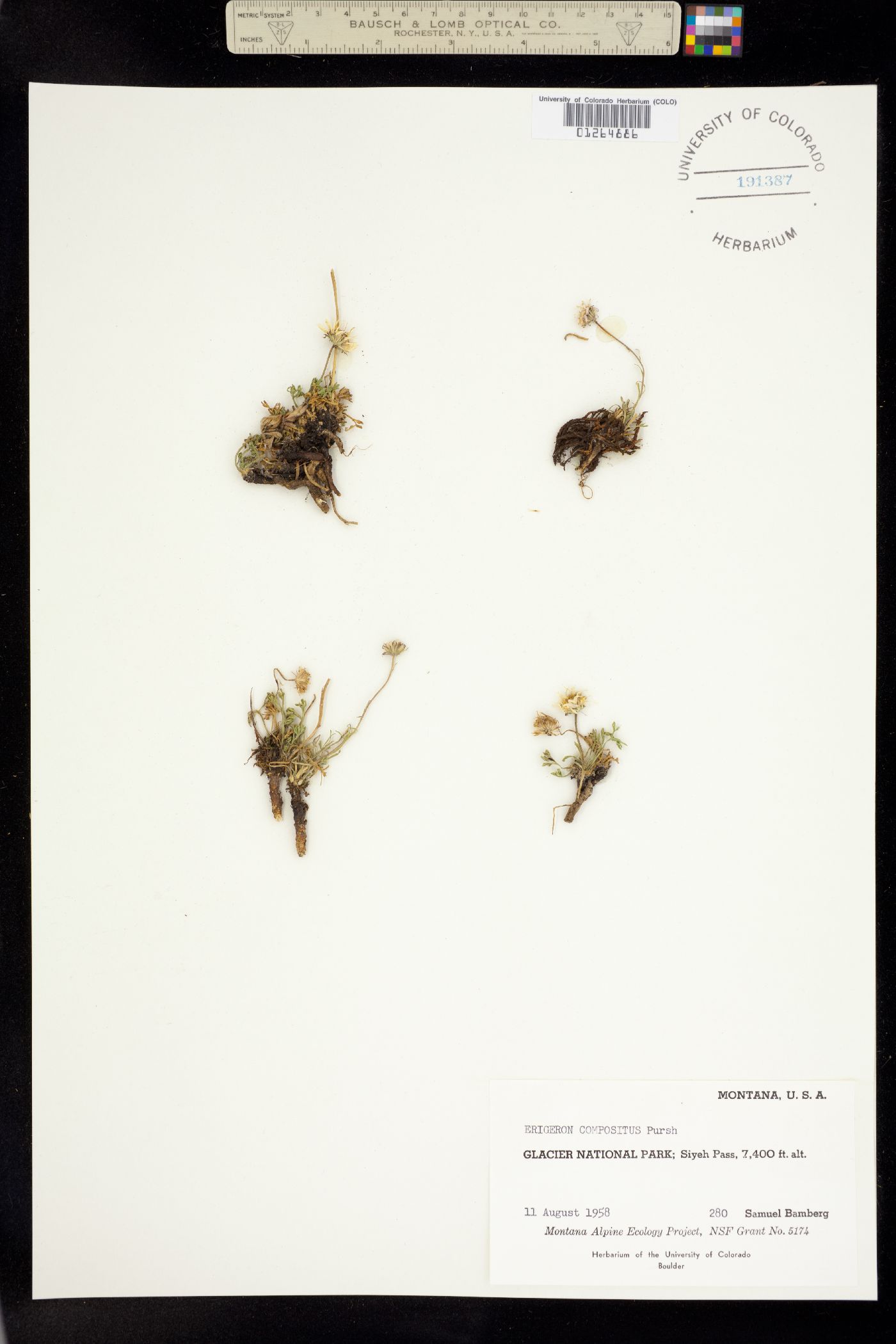 Erigeron compositus image
