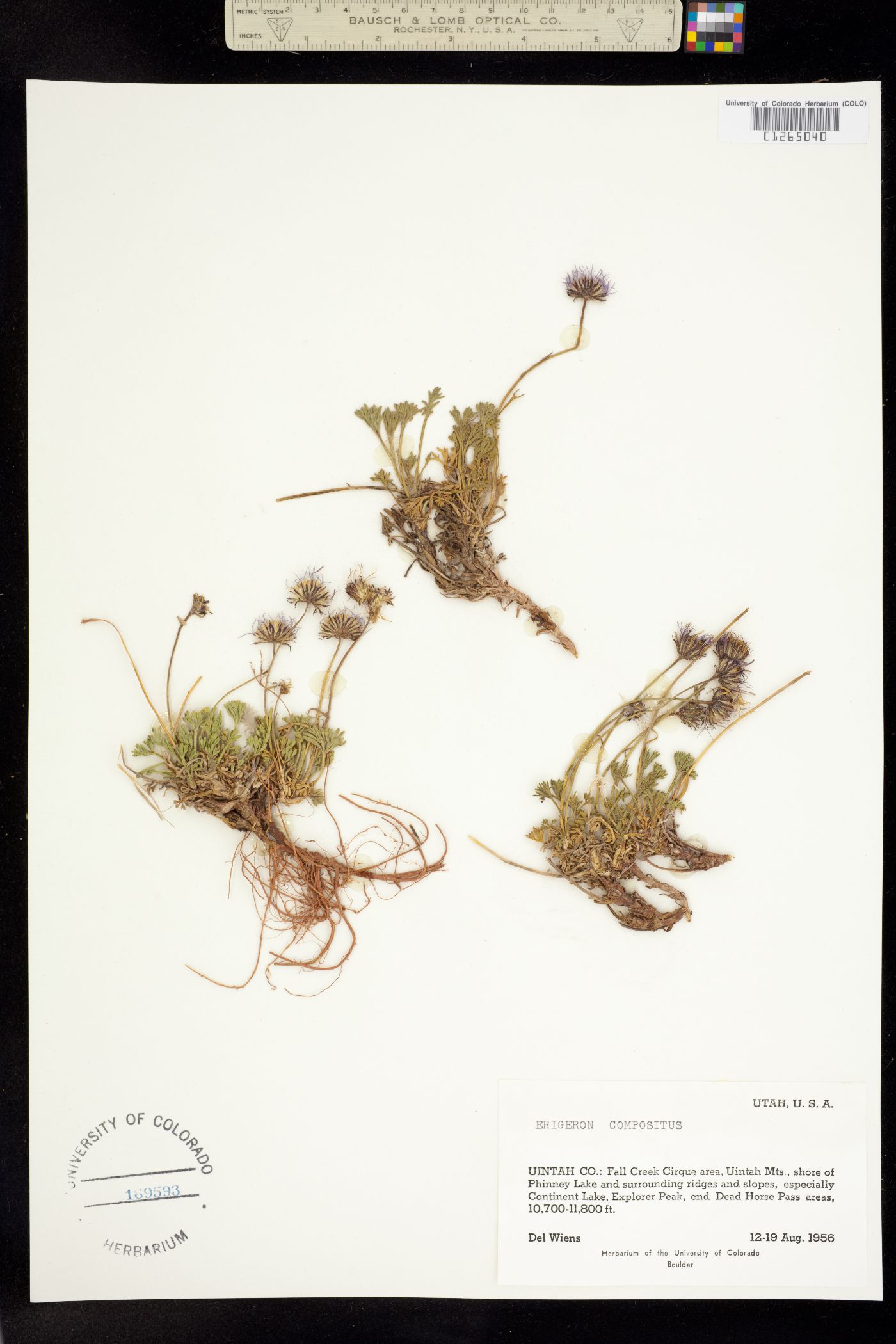 Erigeron compositus image