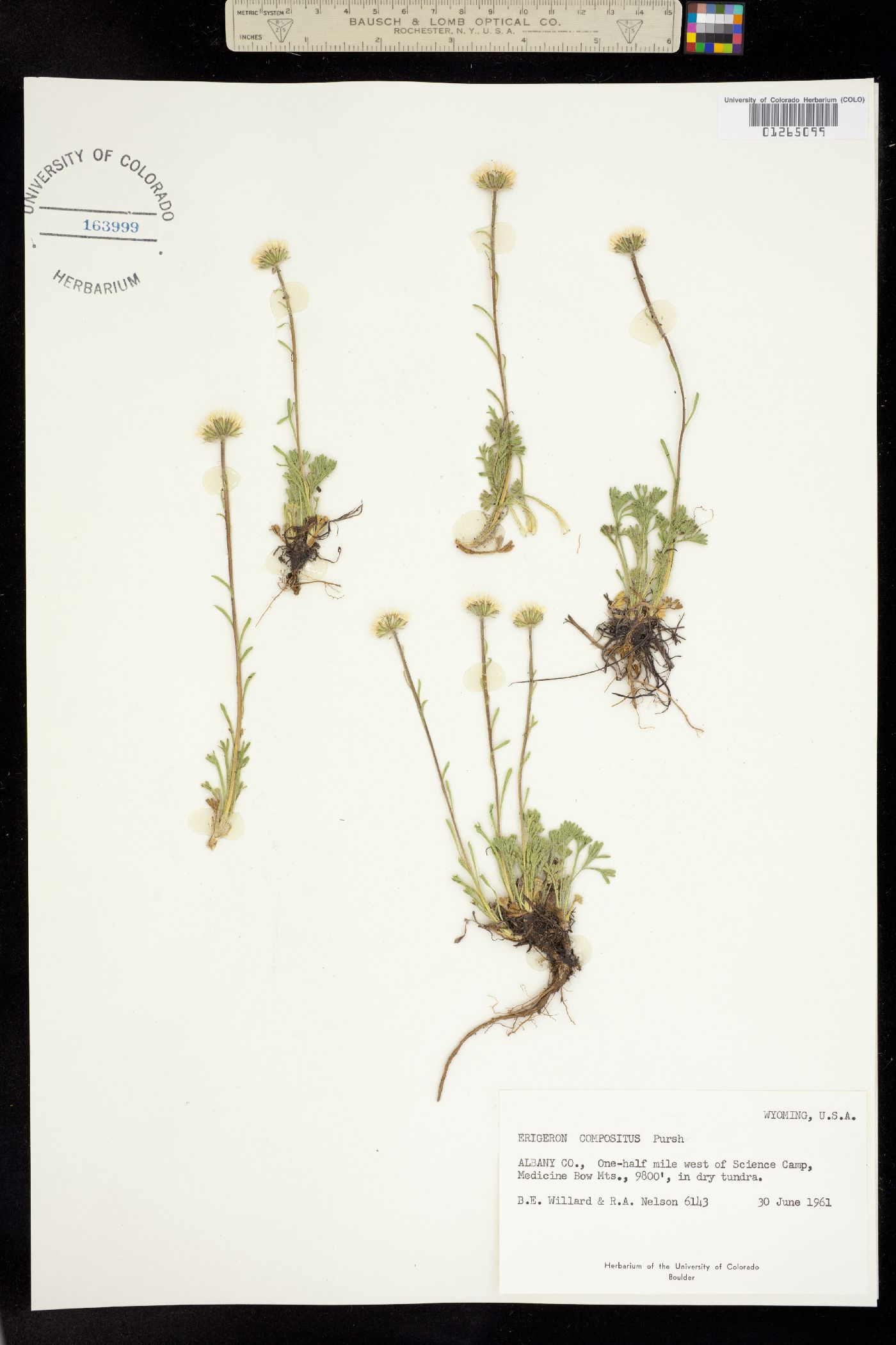 Erigeron compositus image