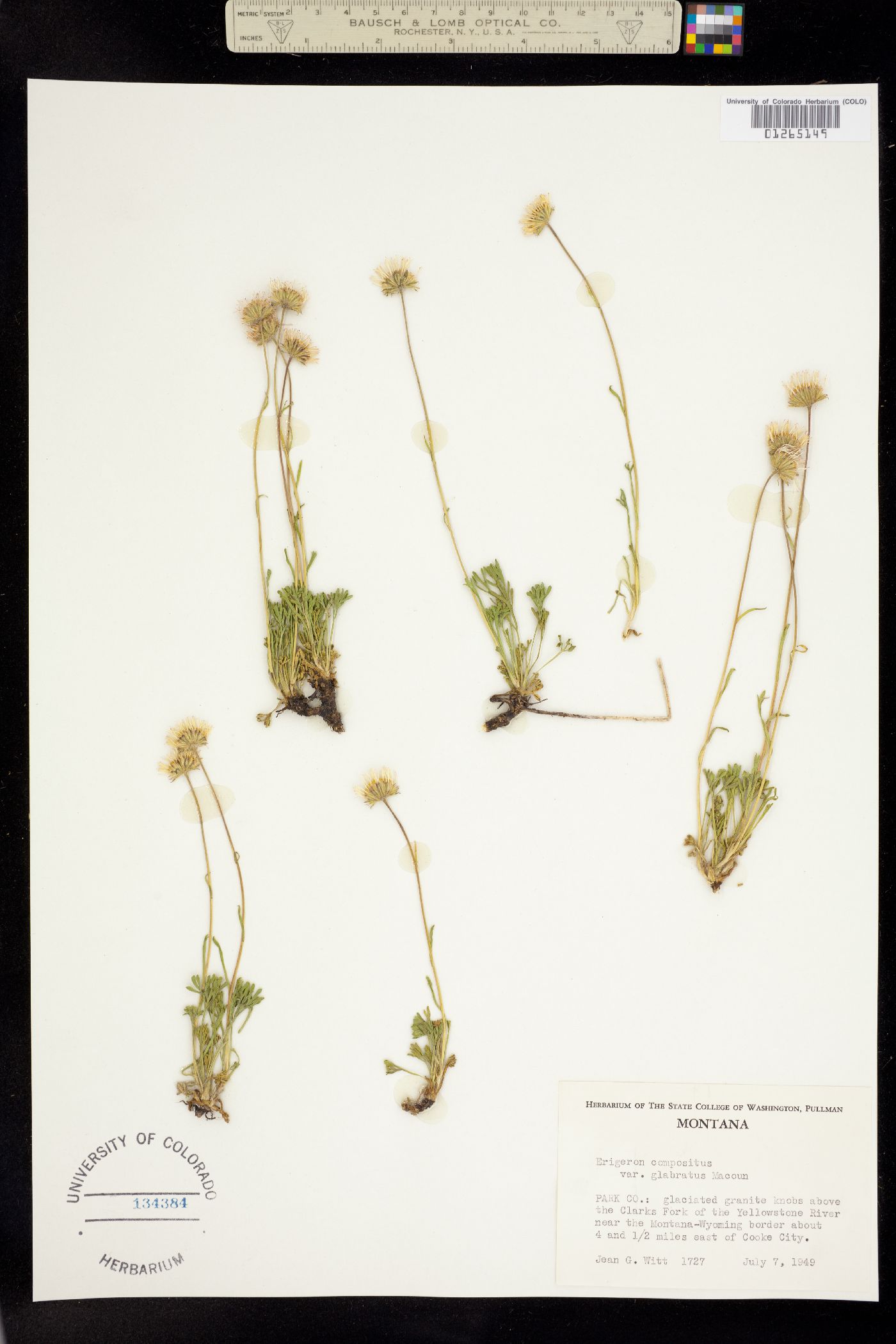 Erigeron compositus image