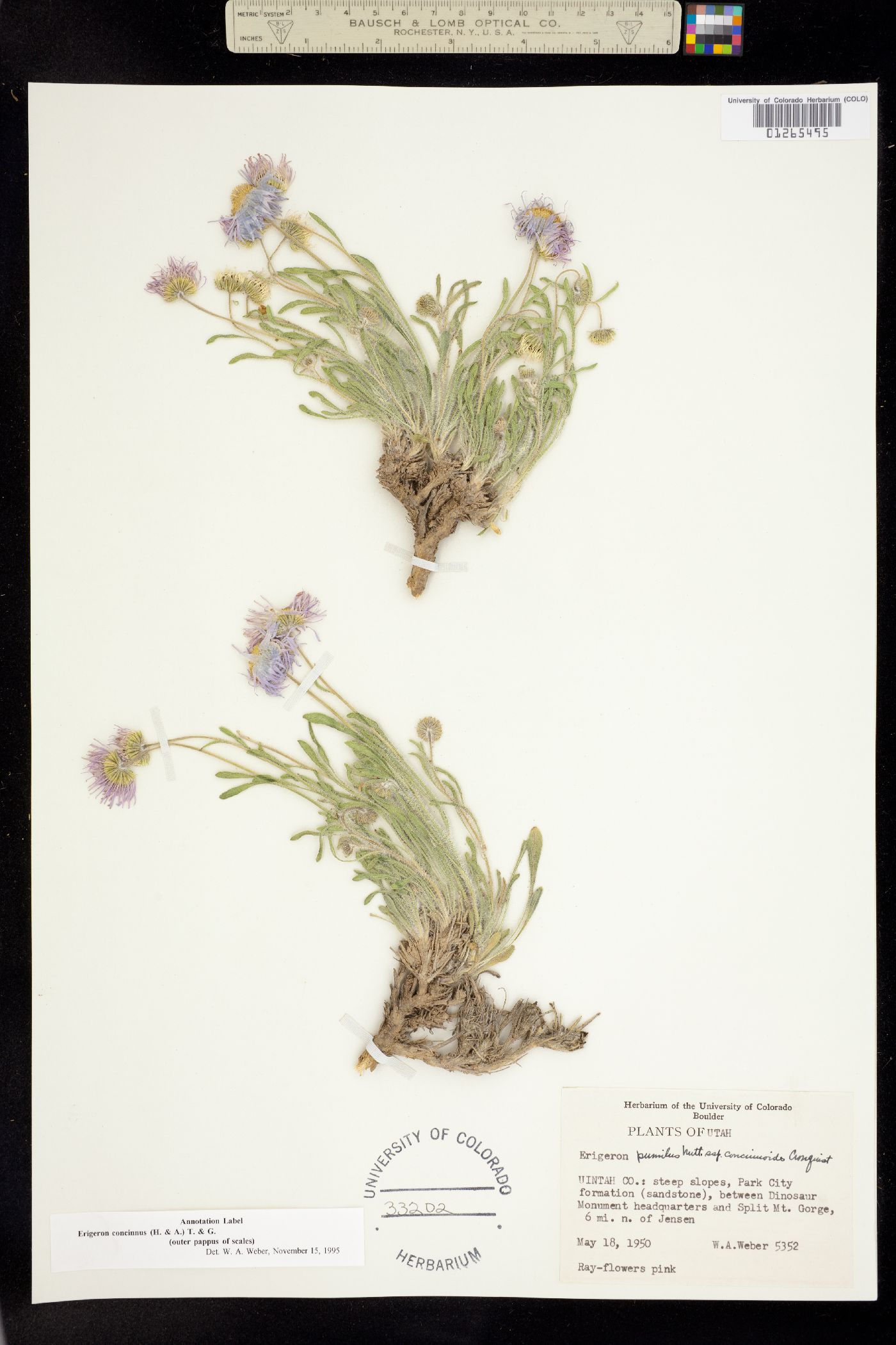 Erigeron concinnus image
