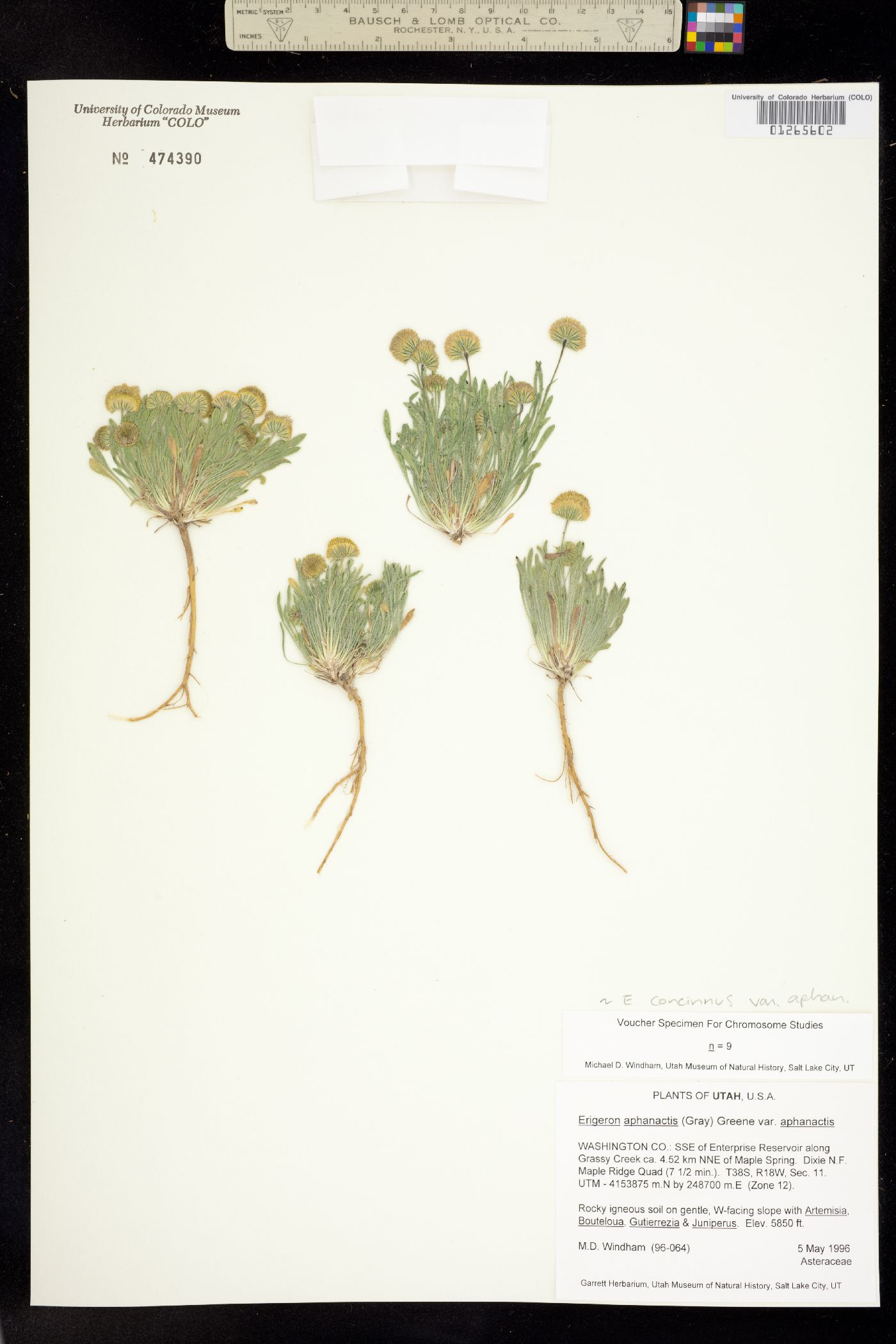 Erigeron concinnus var. aphanactis image