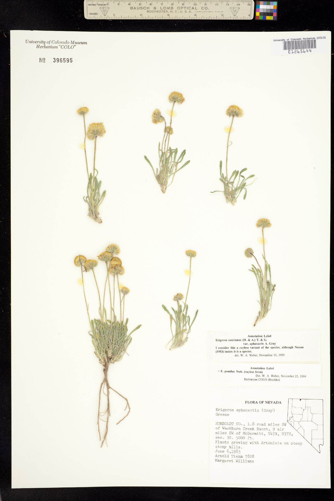 Erigeron concinnus var. aphanactis image