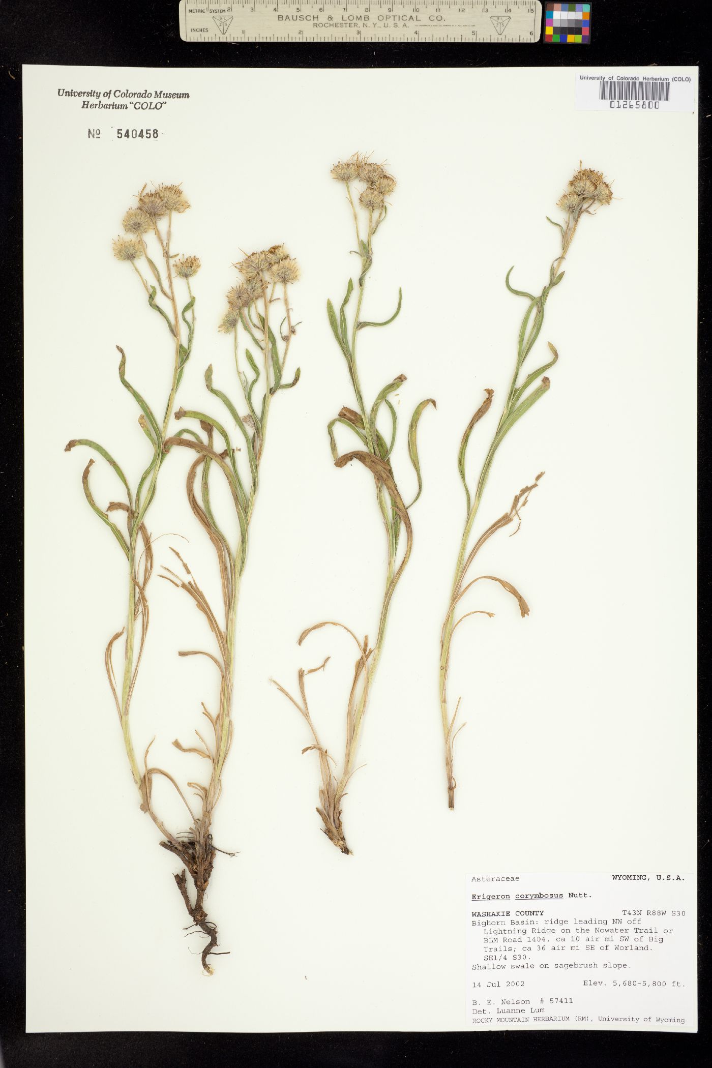 Erigeron corymbosus image