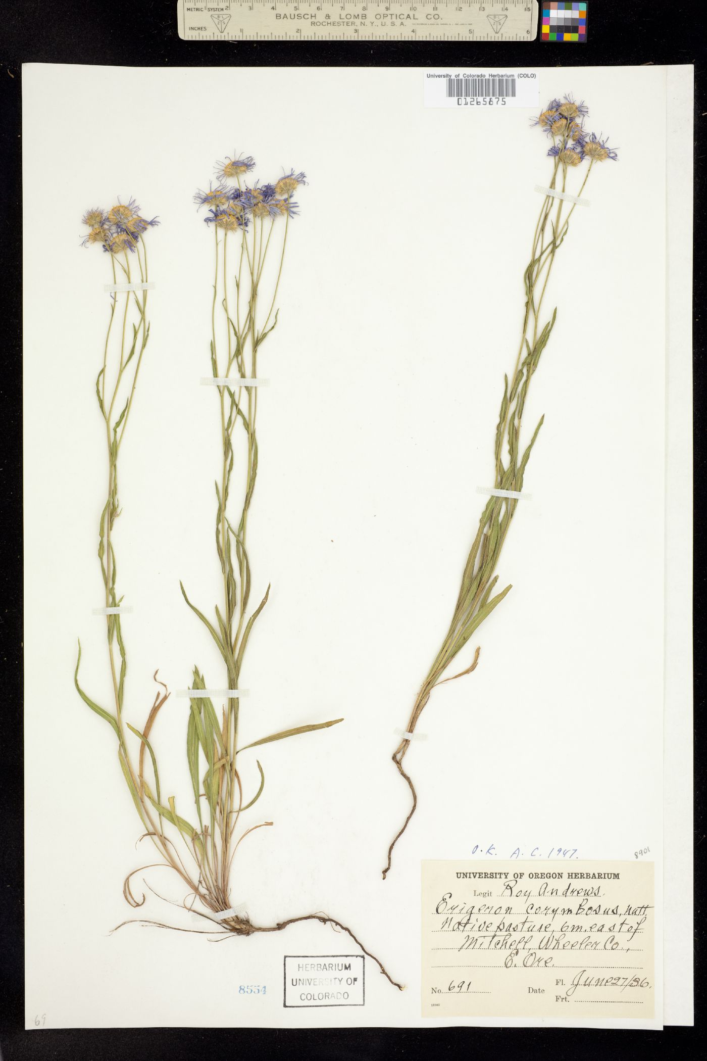 Erigeron corymbosus image