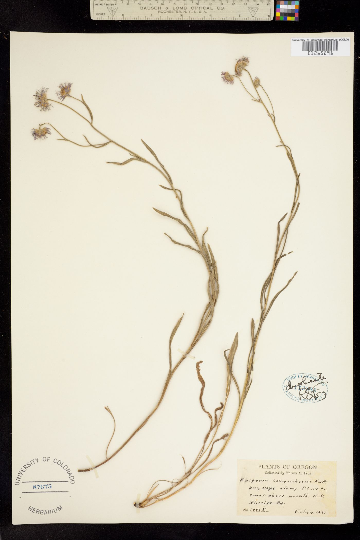 Erigeron corymbosus image