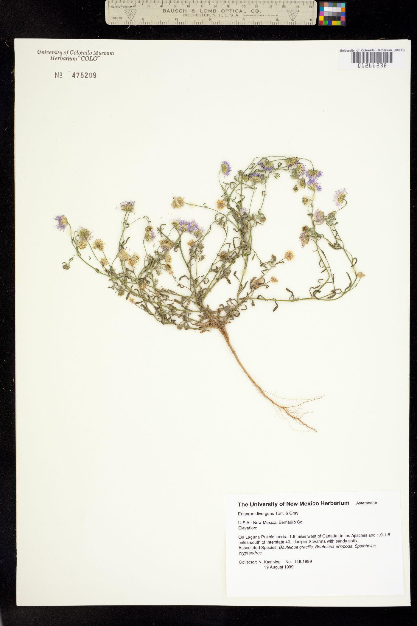 Erigeron divergens image