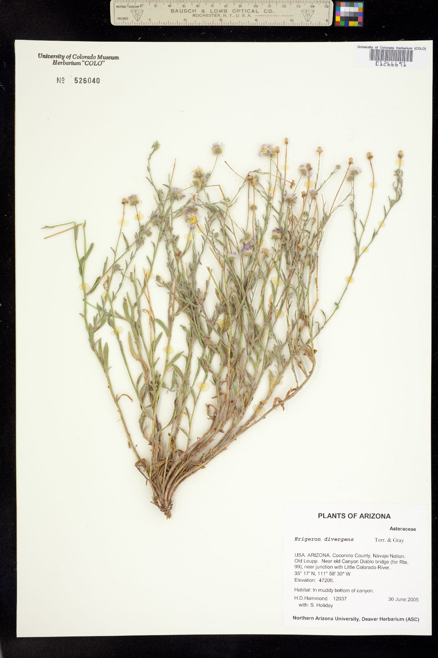 Erigeron divergens image