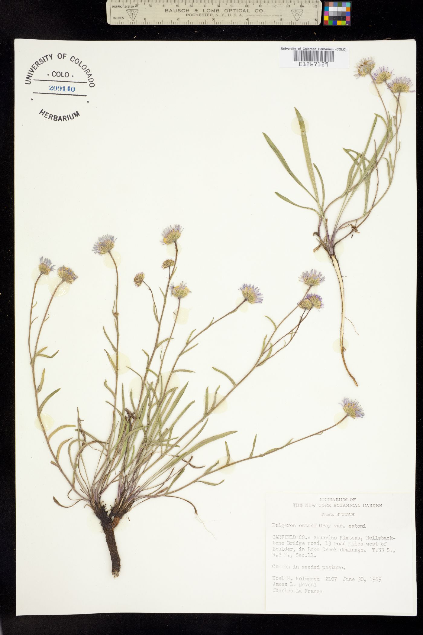 Erigeron eatonii image