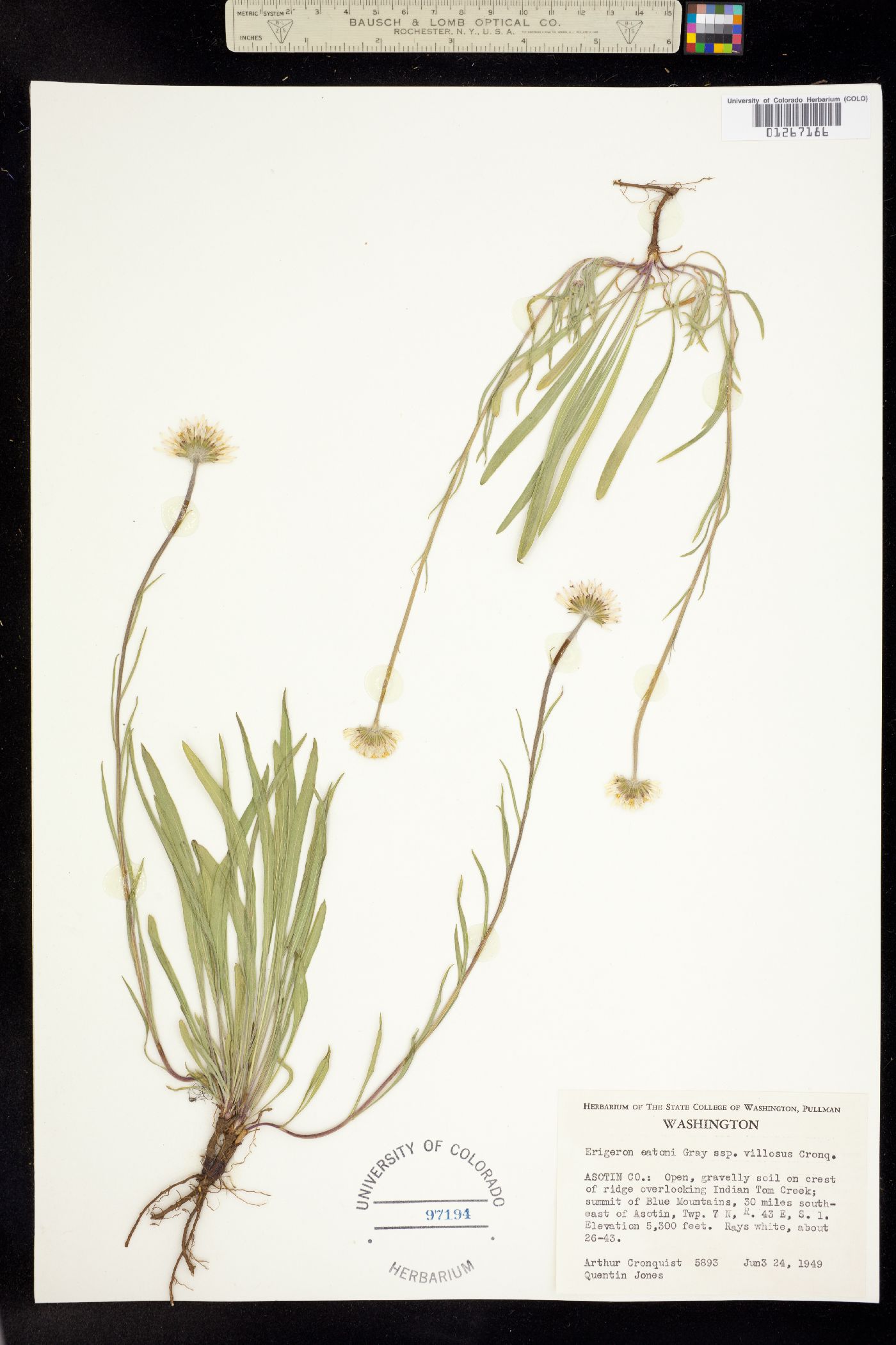 Erigeron eatonii image
