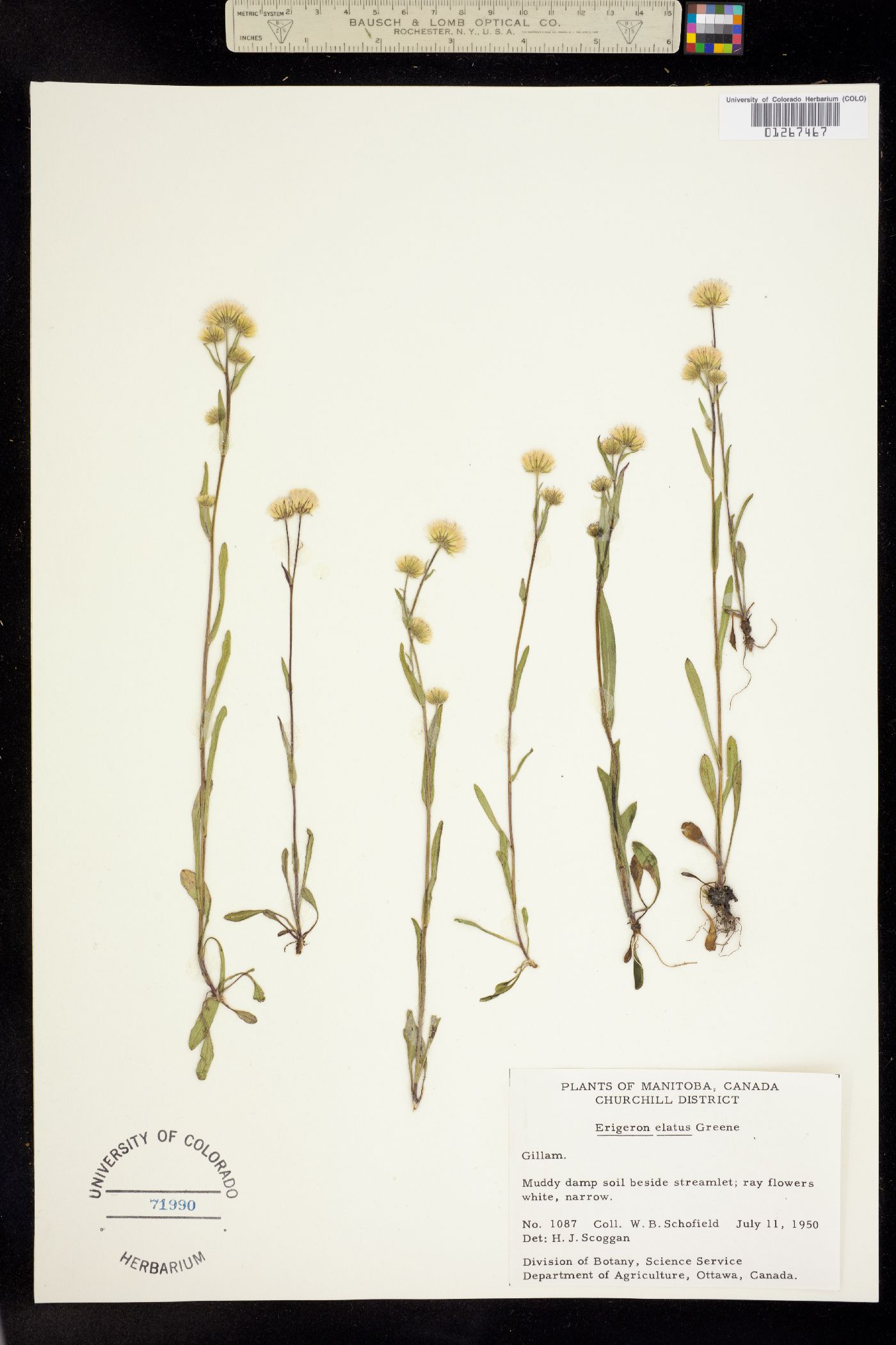 Erigeron elatus image