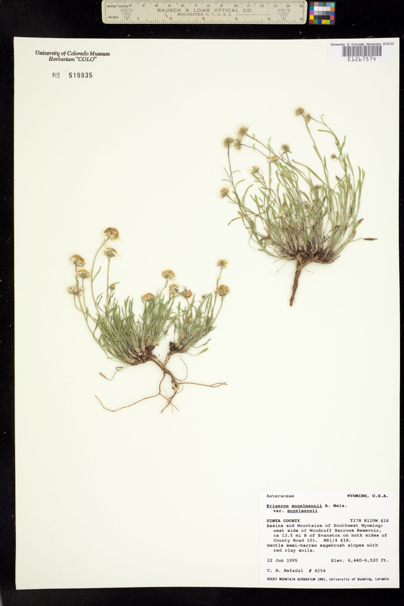 Erigeron engelmannii image