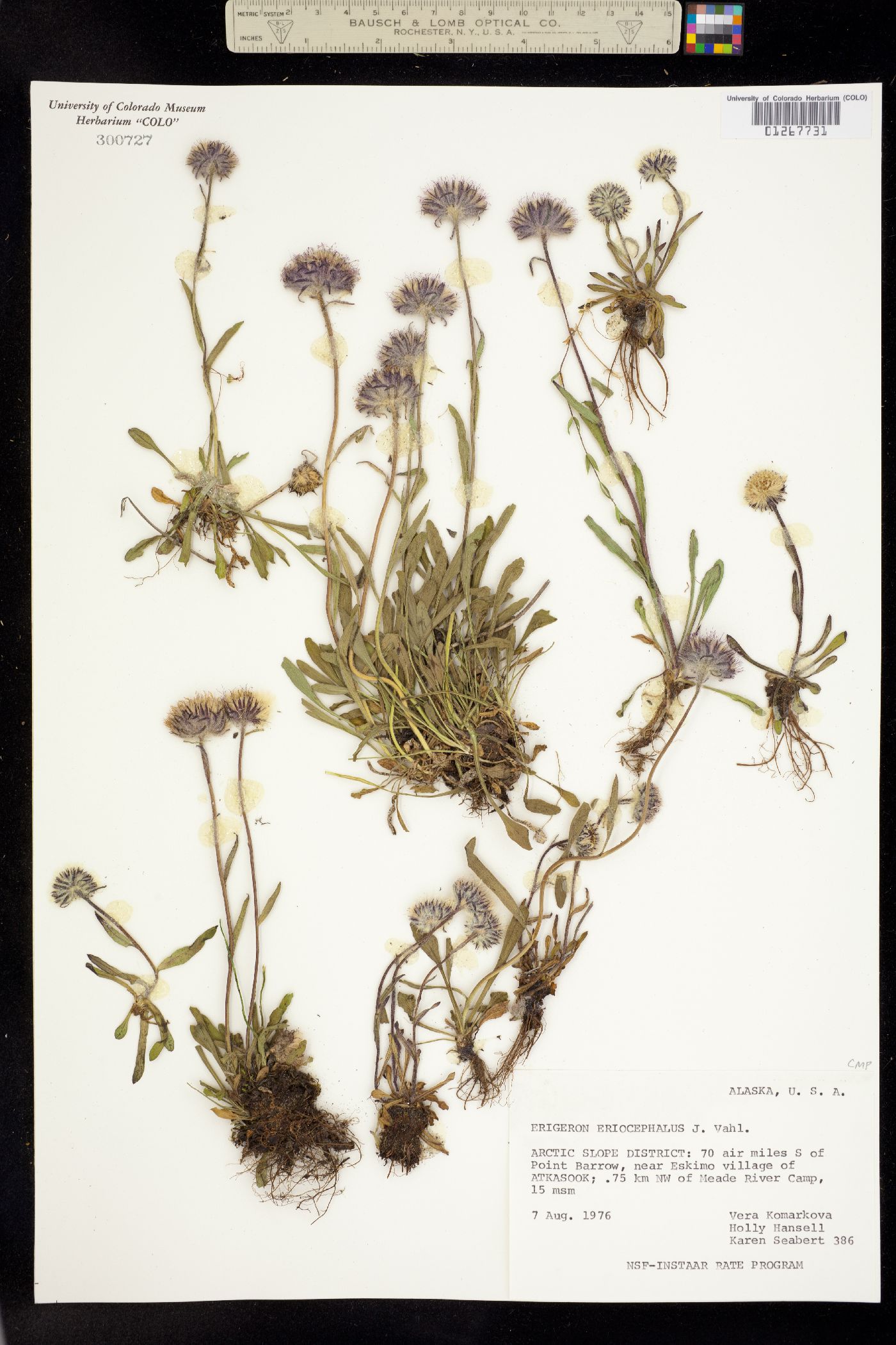 Erigeron eriocephalus image