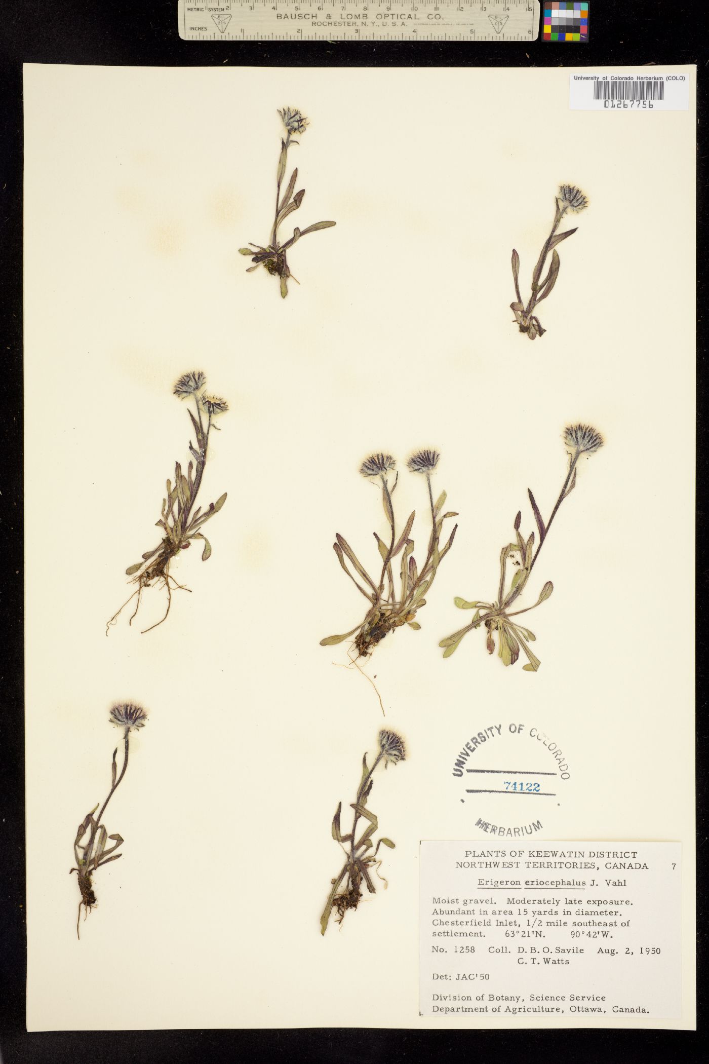 Erigeron eriocephalus image