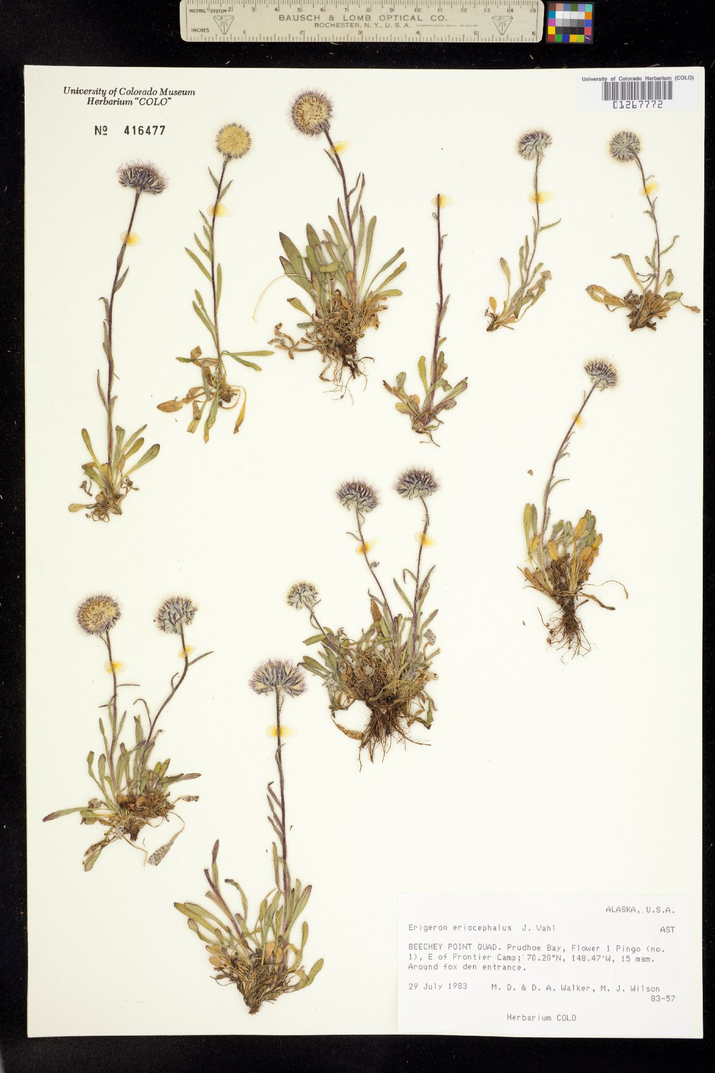 Erigeron eriocephalus image