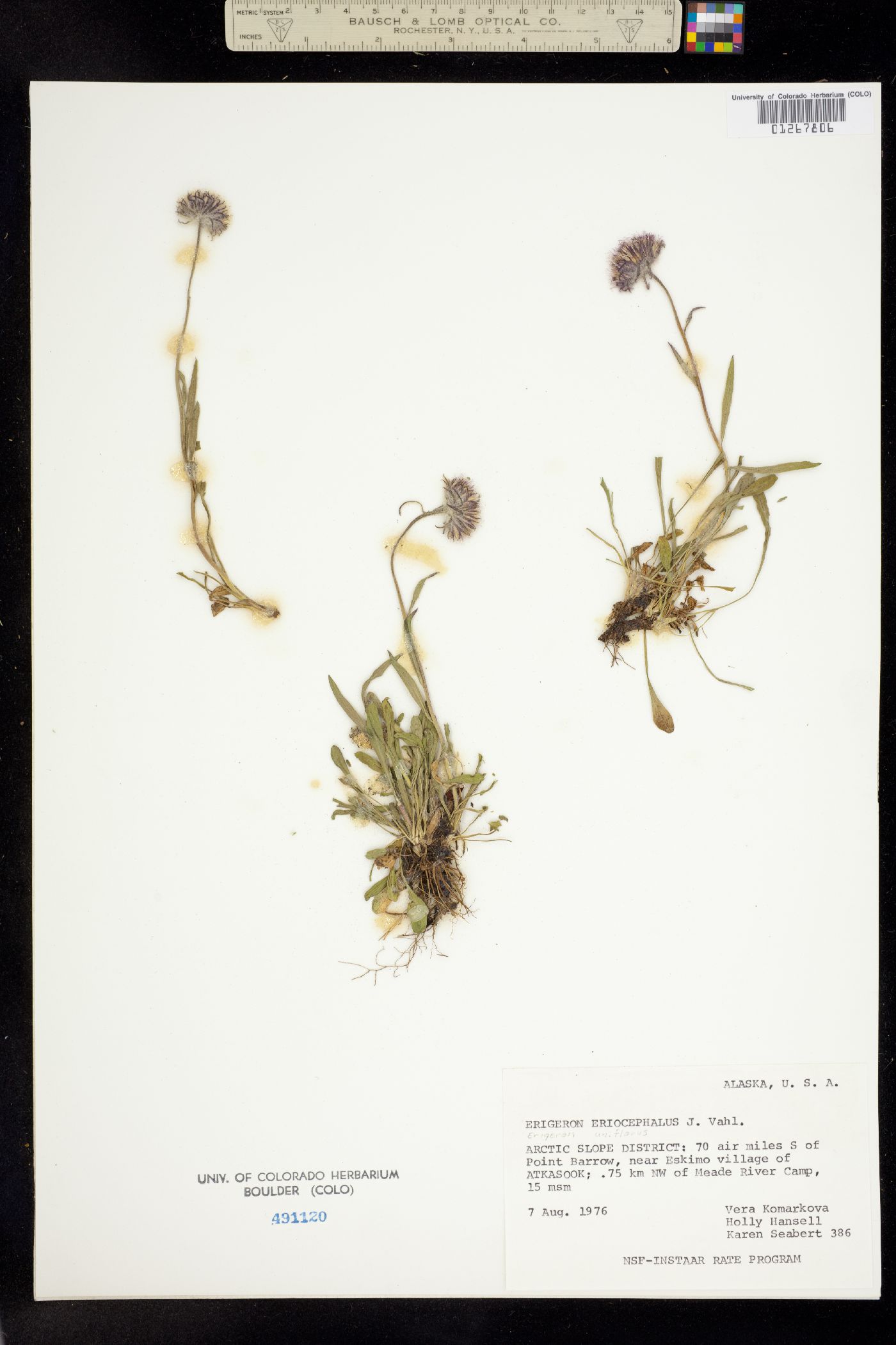 Erigeron eriocephalus image