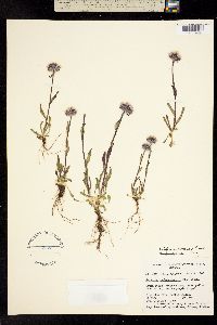 Erigeron uniflorus subsp. eriocephalus image