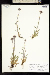 Erigeron uniflorus subsp. eriocephalus image