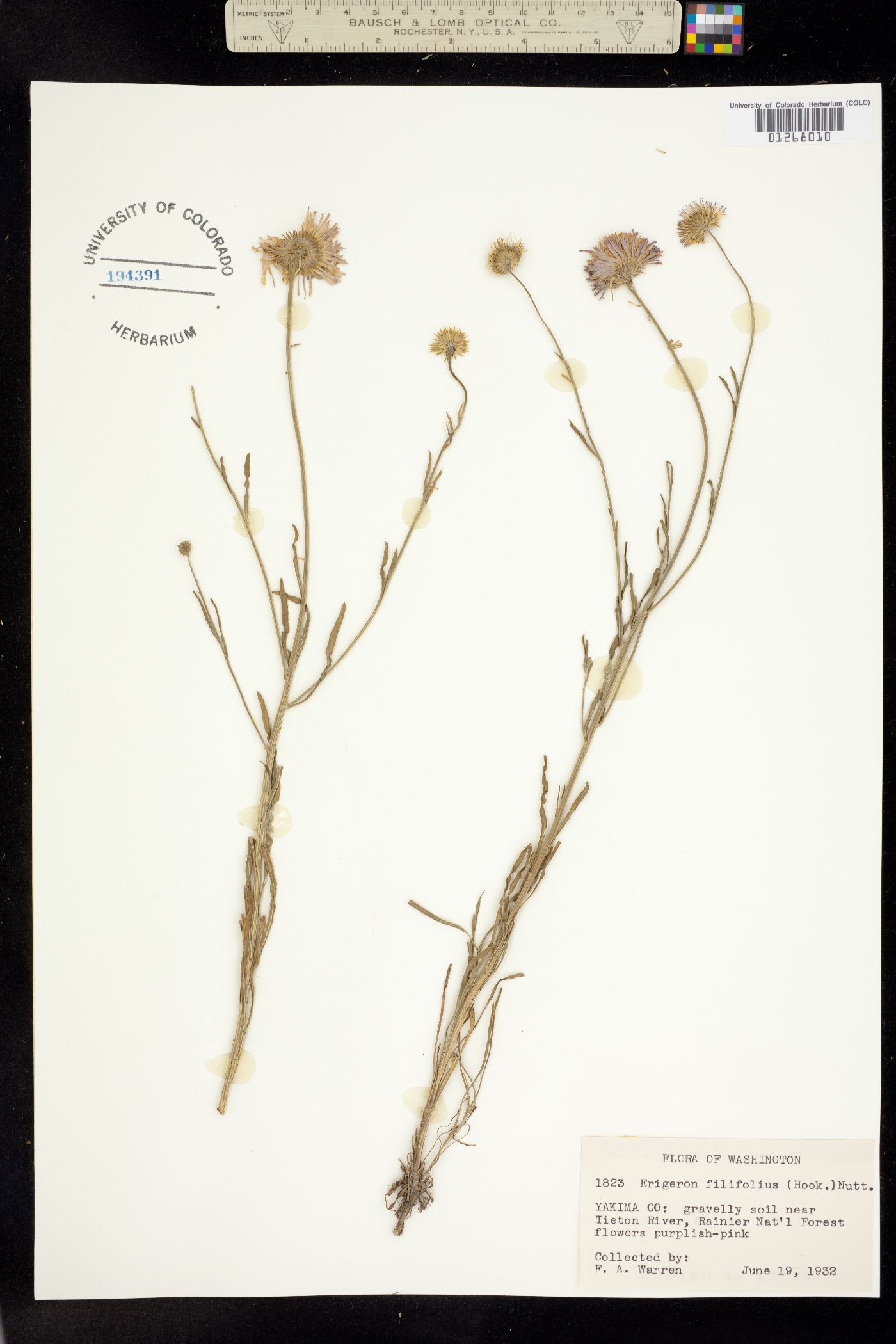 Erigeron filifolius image