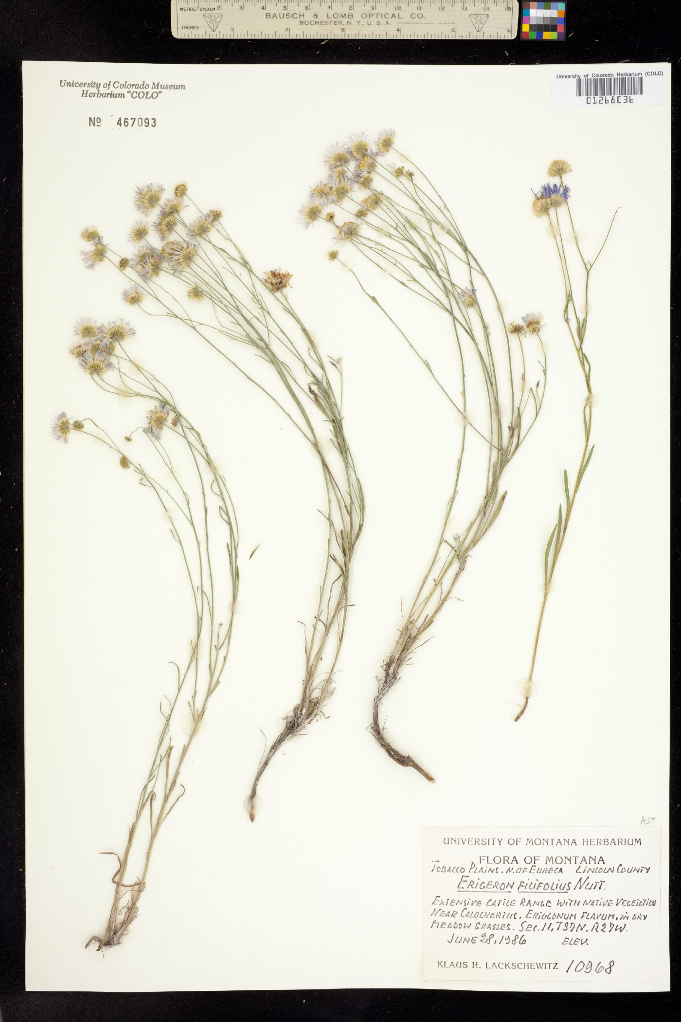 Erigeron filifolius image