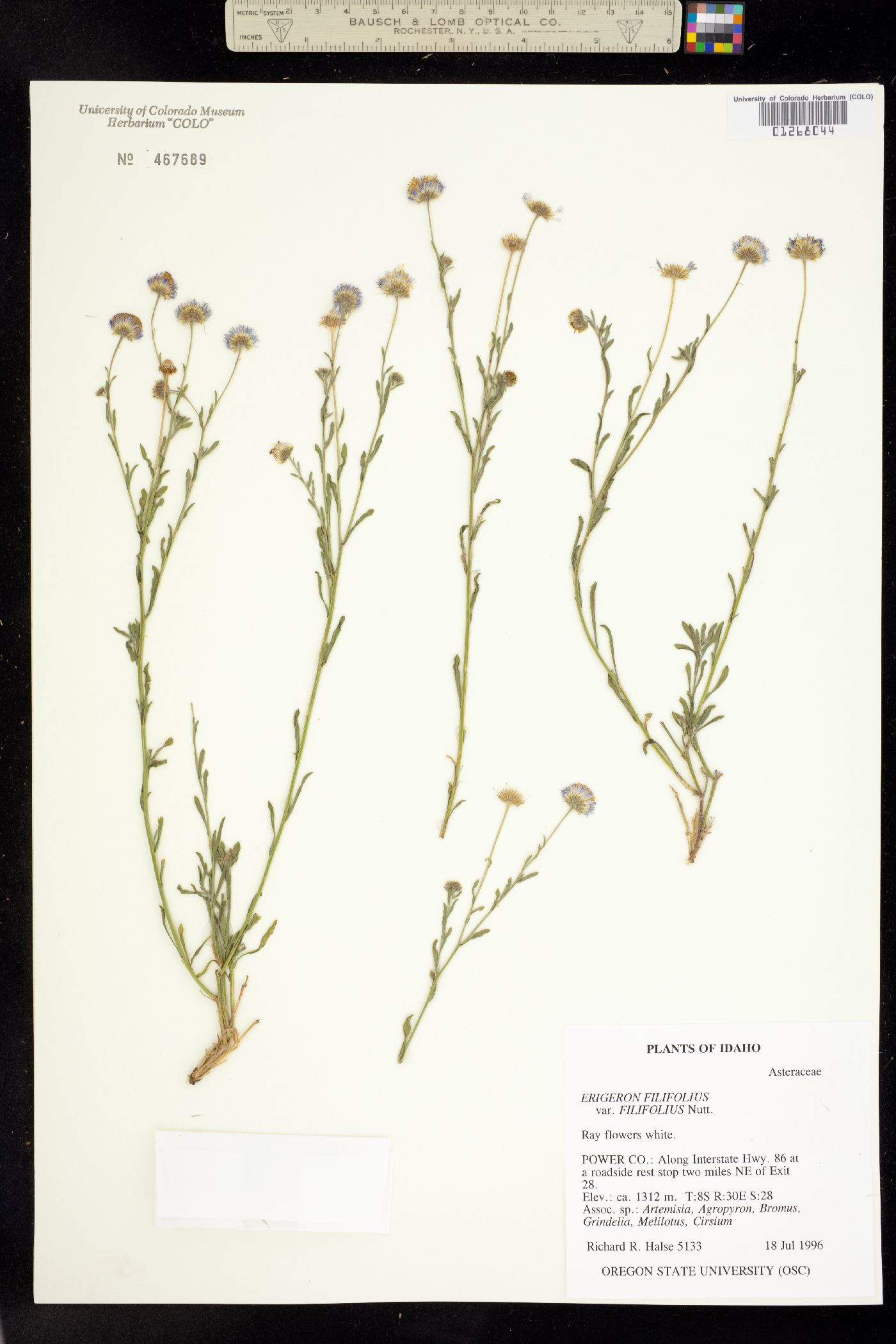 Erigeron filifolius image